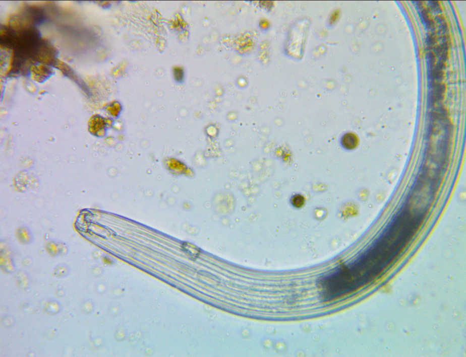 Screenshot 2026-02-03 090230.png