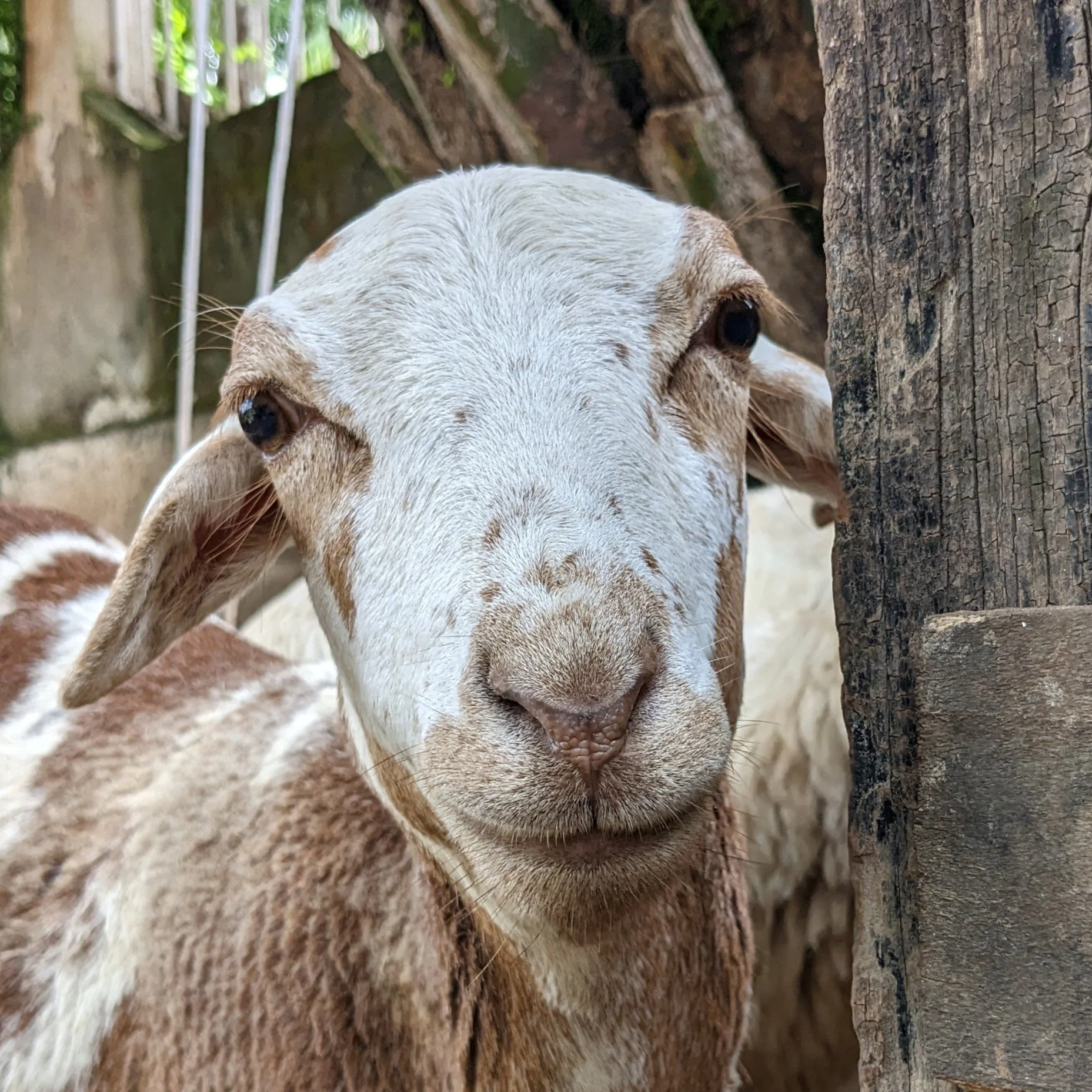 A close-up of a young goat with white and brown fur, looking directly at the camera behind a weathered wooden post.