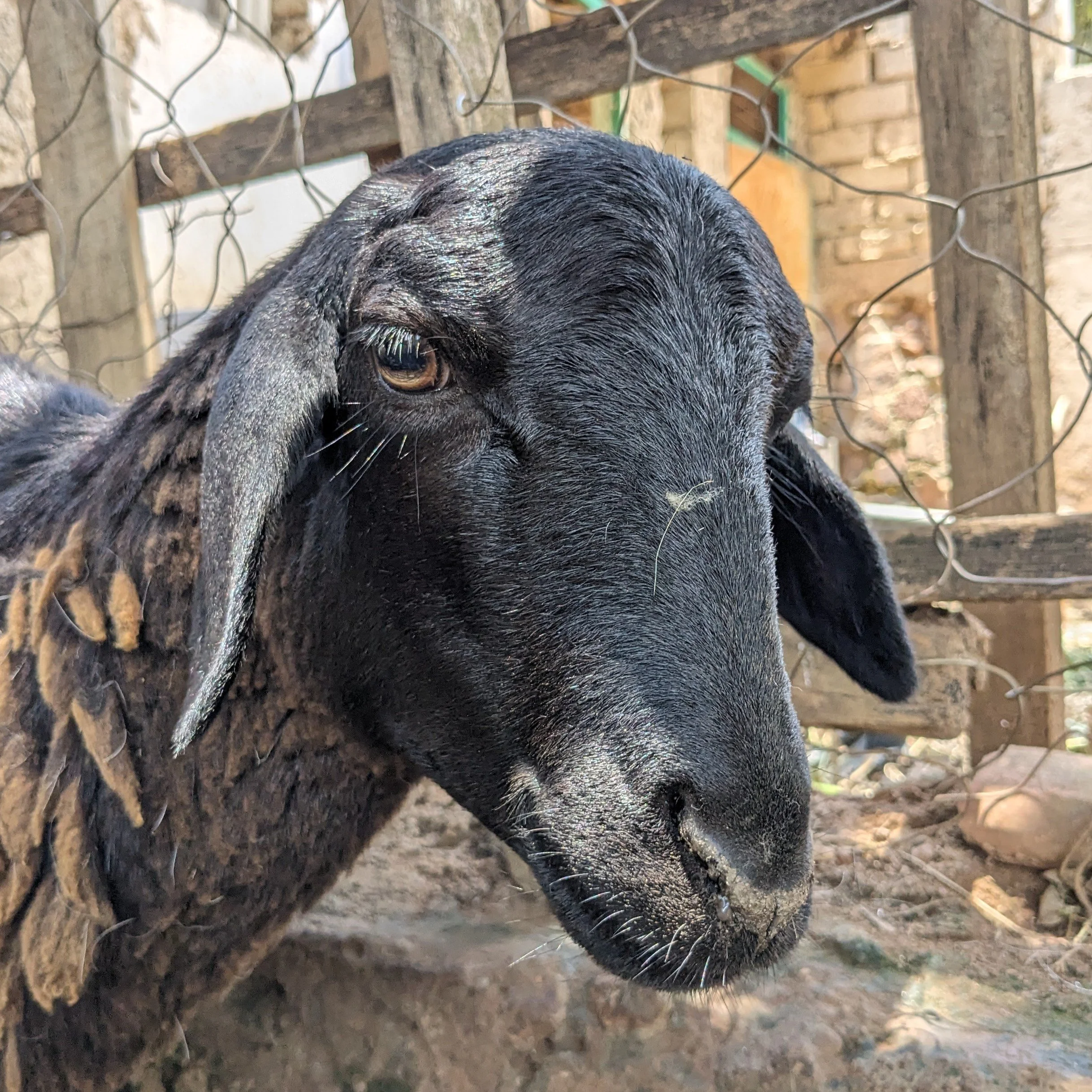Close-up of a black goat with floppy ears, behind a wooden fence with wire mesh, in an outdoor farm setting.