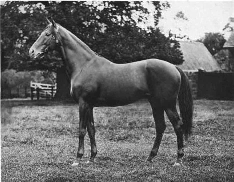 Historic photograph of the thoroughbred horse Jeddah associated with Lanwades Hall’s equestrian heritage.