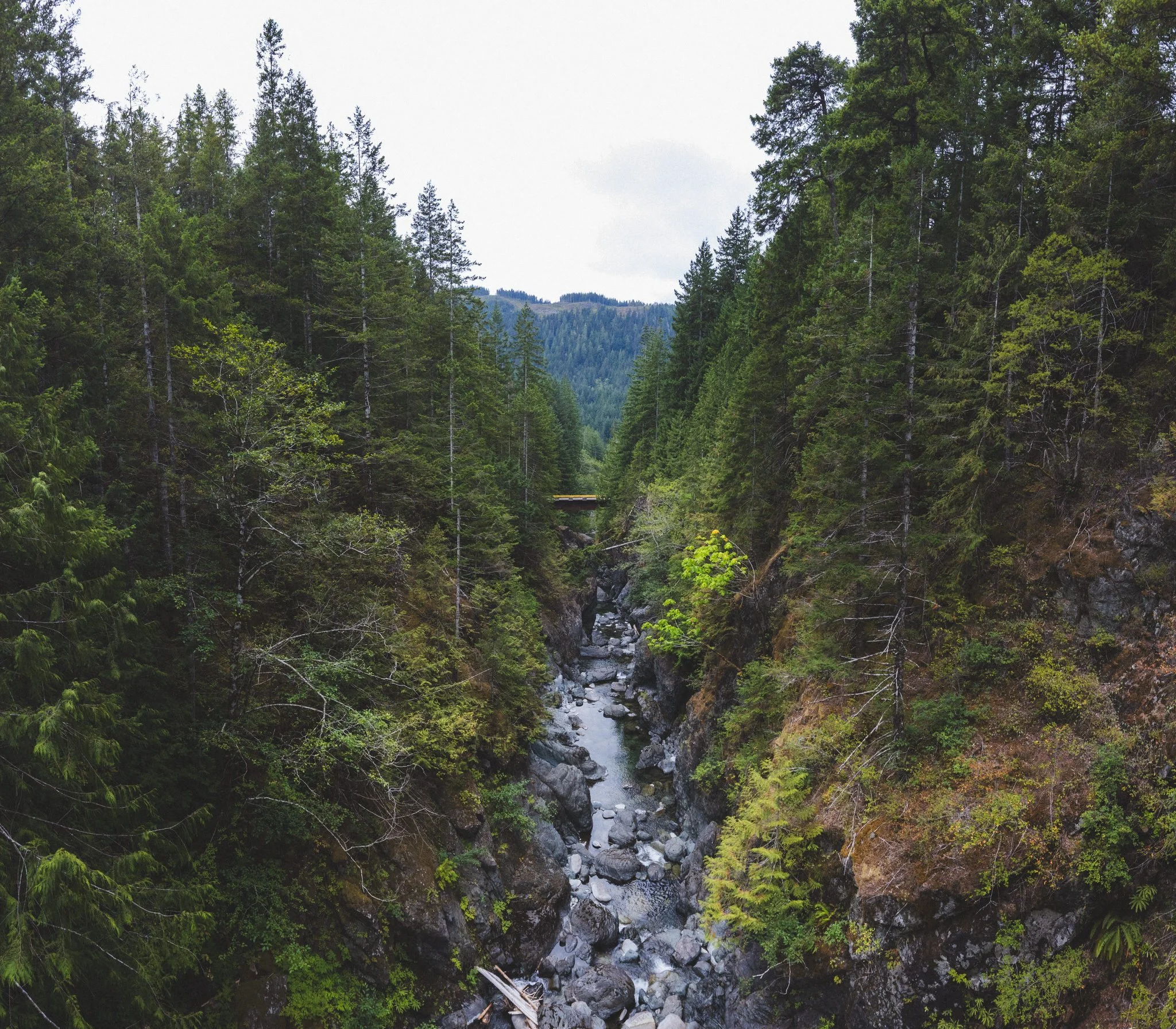 A scenic view of a narrow river cutting through a deep forested canyon, with tall evergreen trees on both sides and a bridge in the distance.