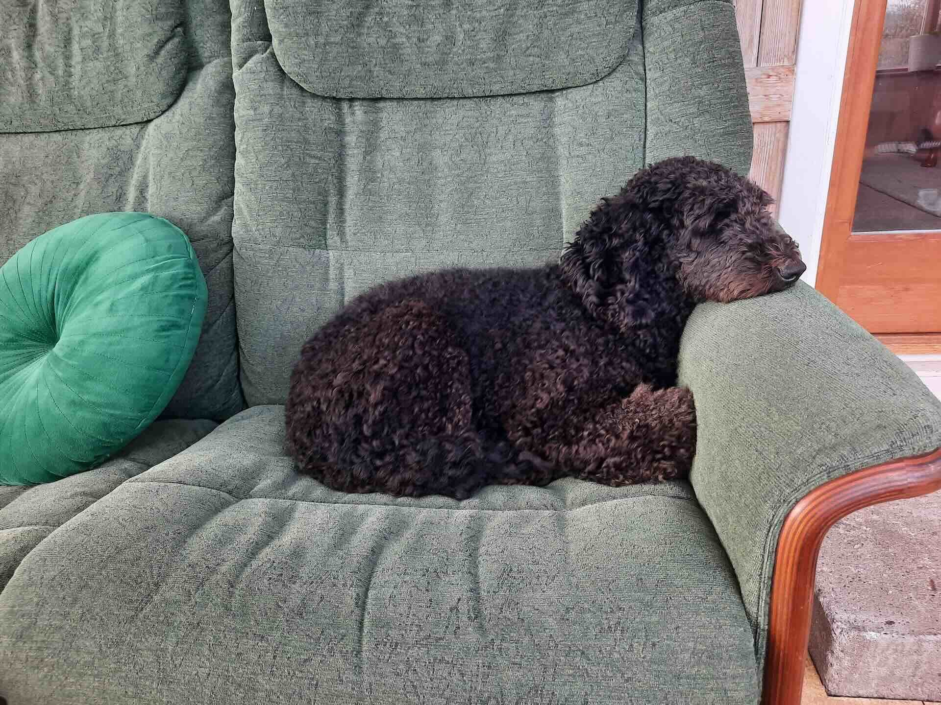 Anka Traigh Bhan conservatory couch.jpeg