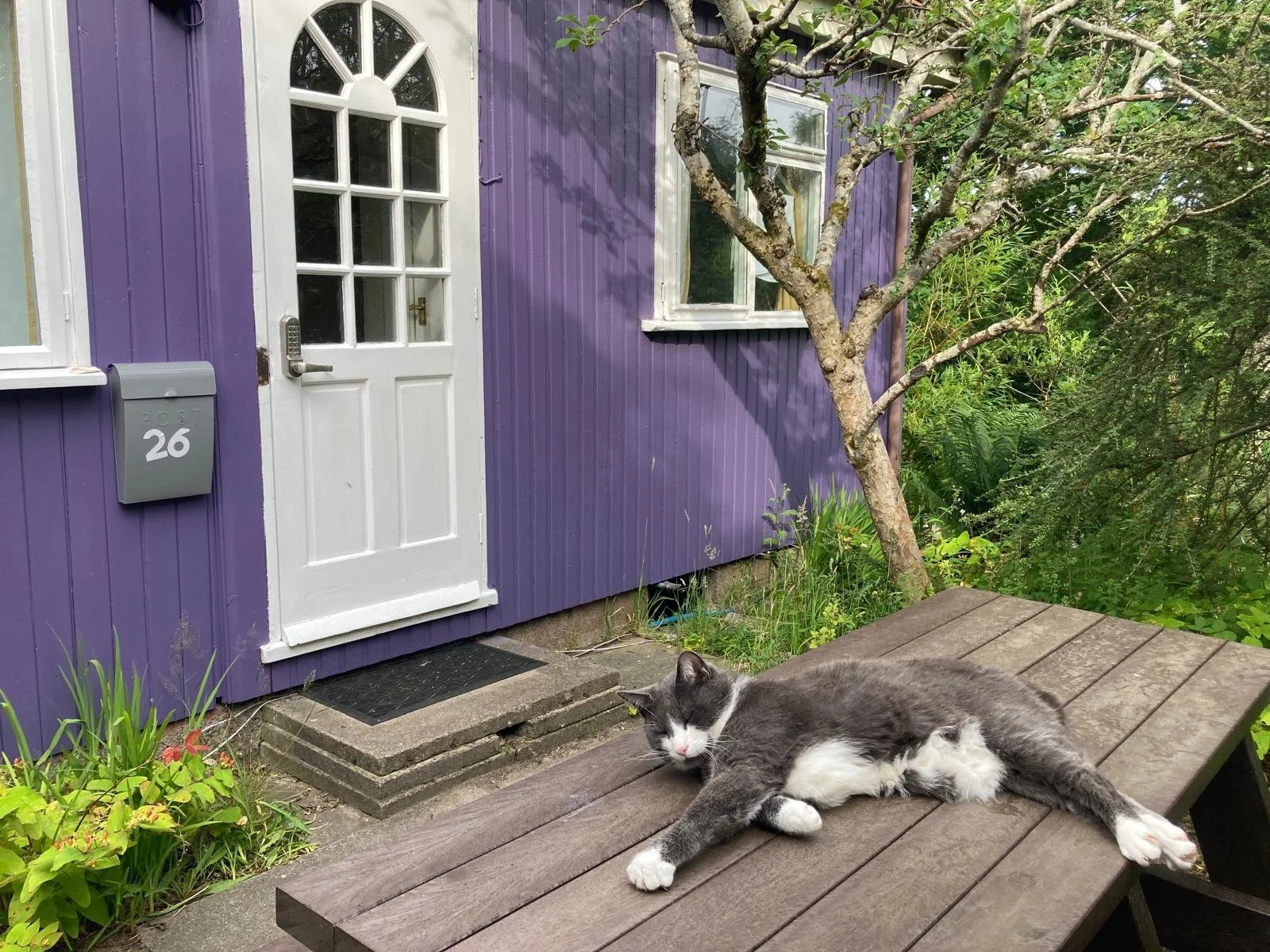 Garden Week Gus the cat on table.jpeg