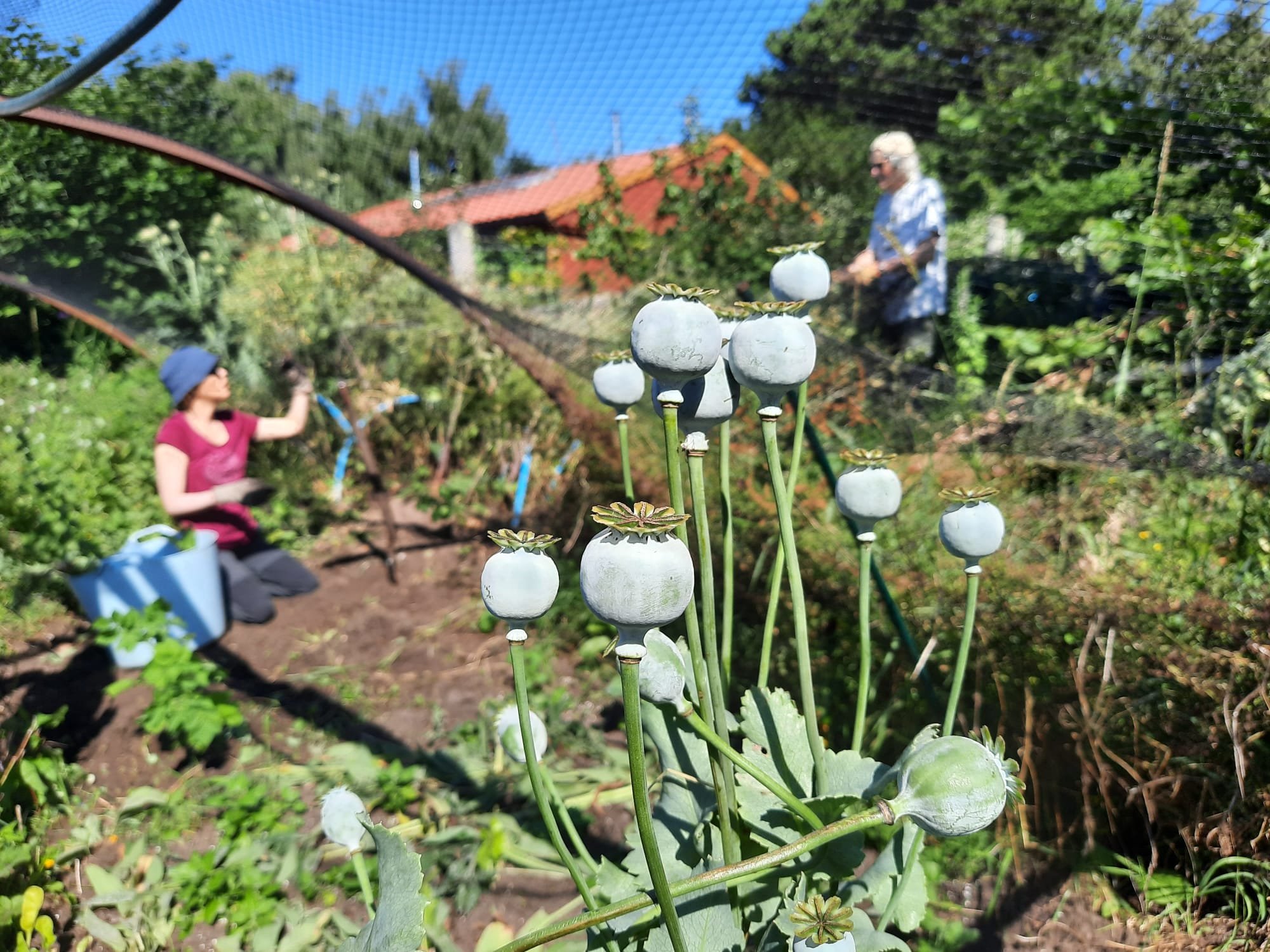 Garden Week Craig 18.jpeg