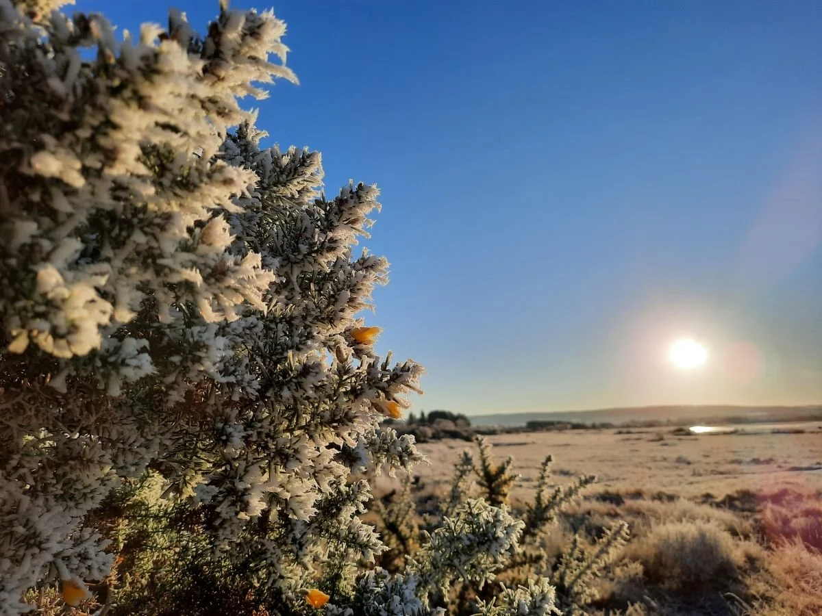 snow gorse bay sun resized.jpg