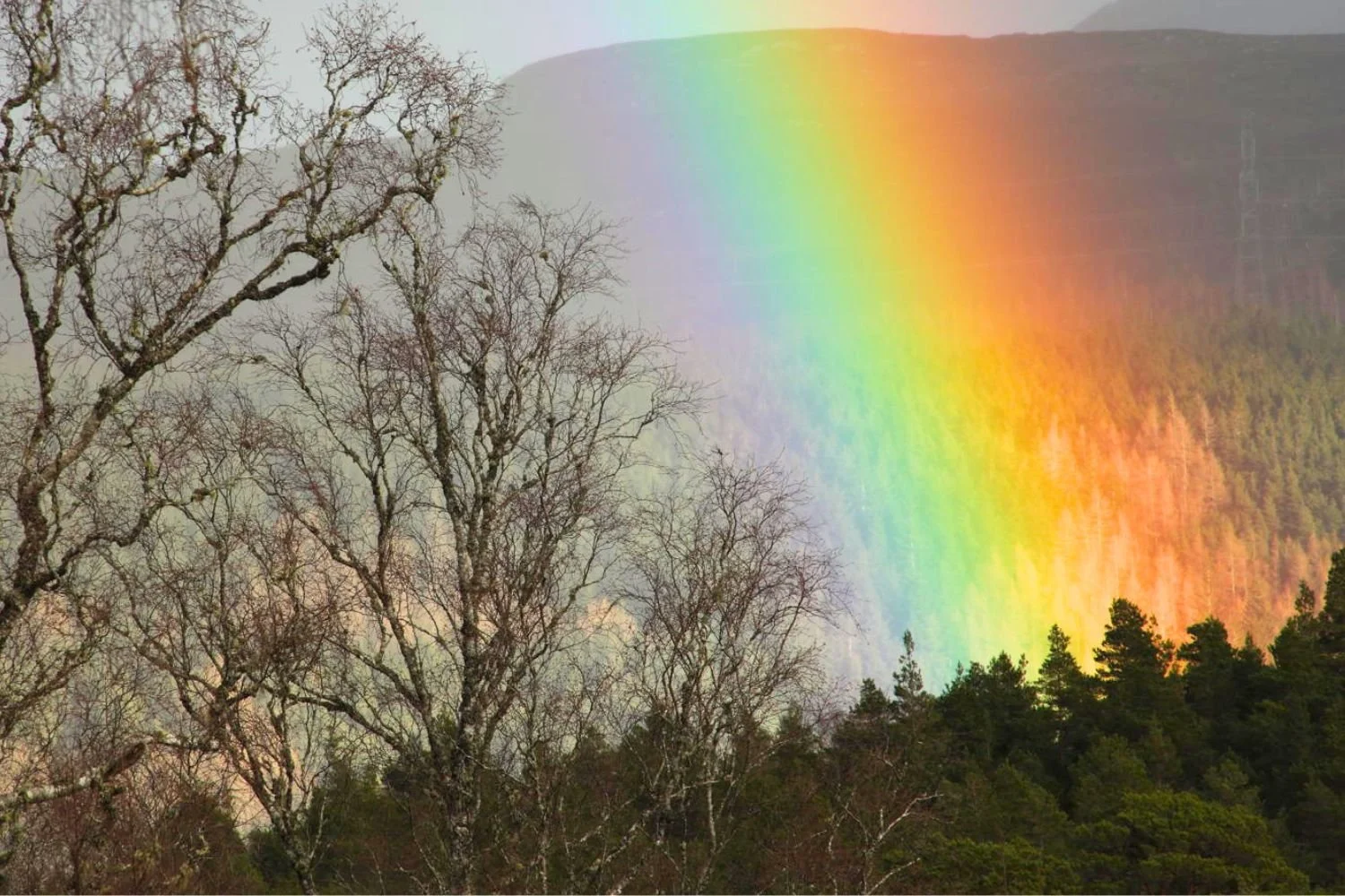 Rainbow over forest