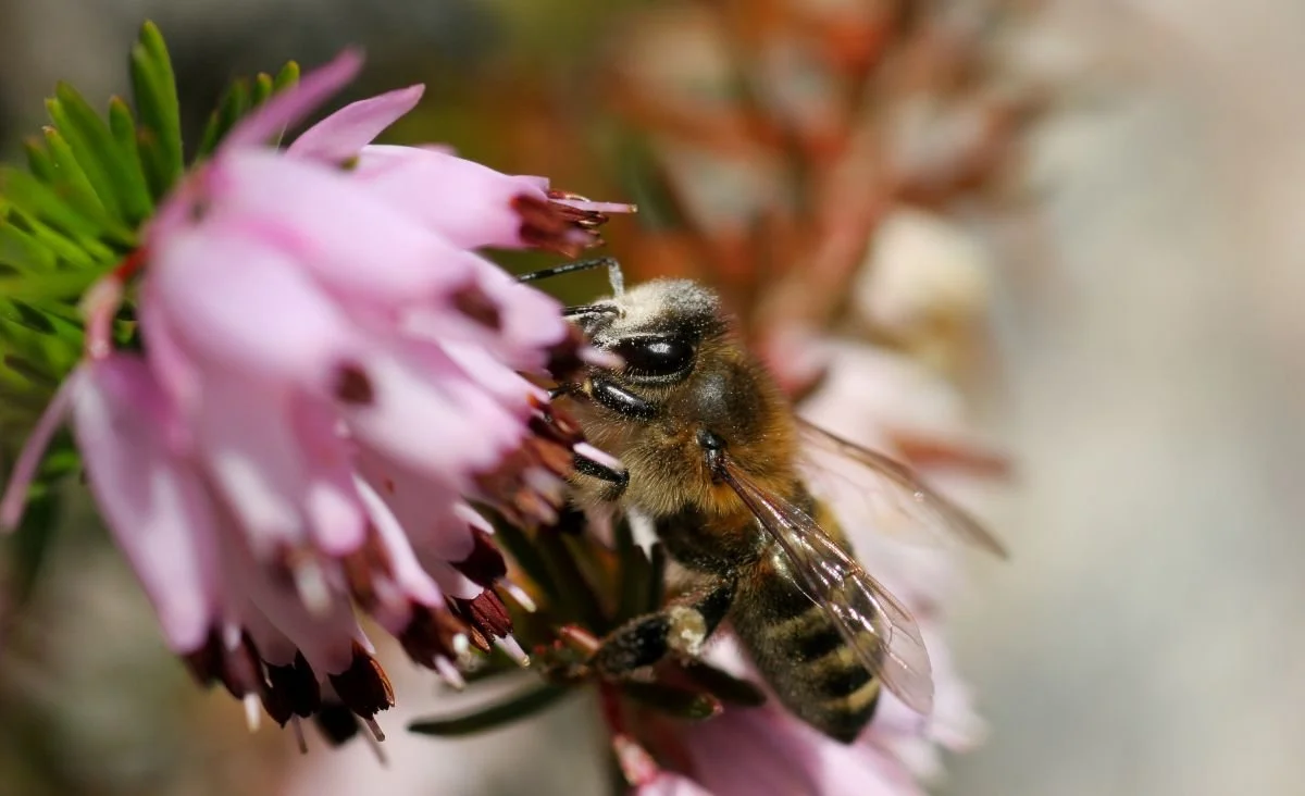 International Bee Day: Listening to the Bees from Slovenia to Findhorn