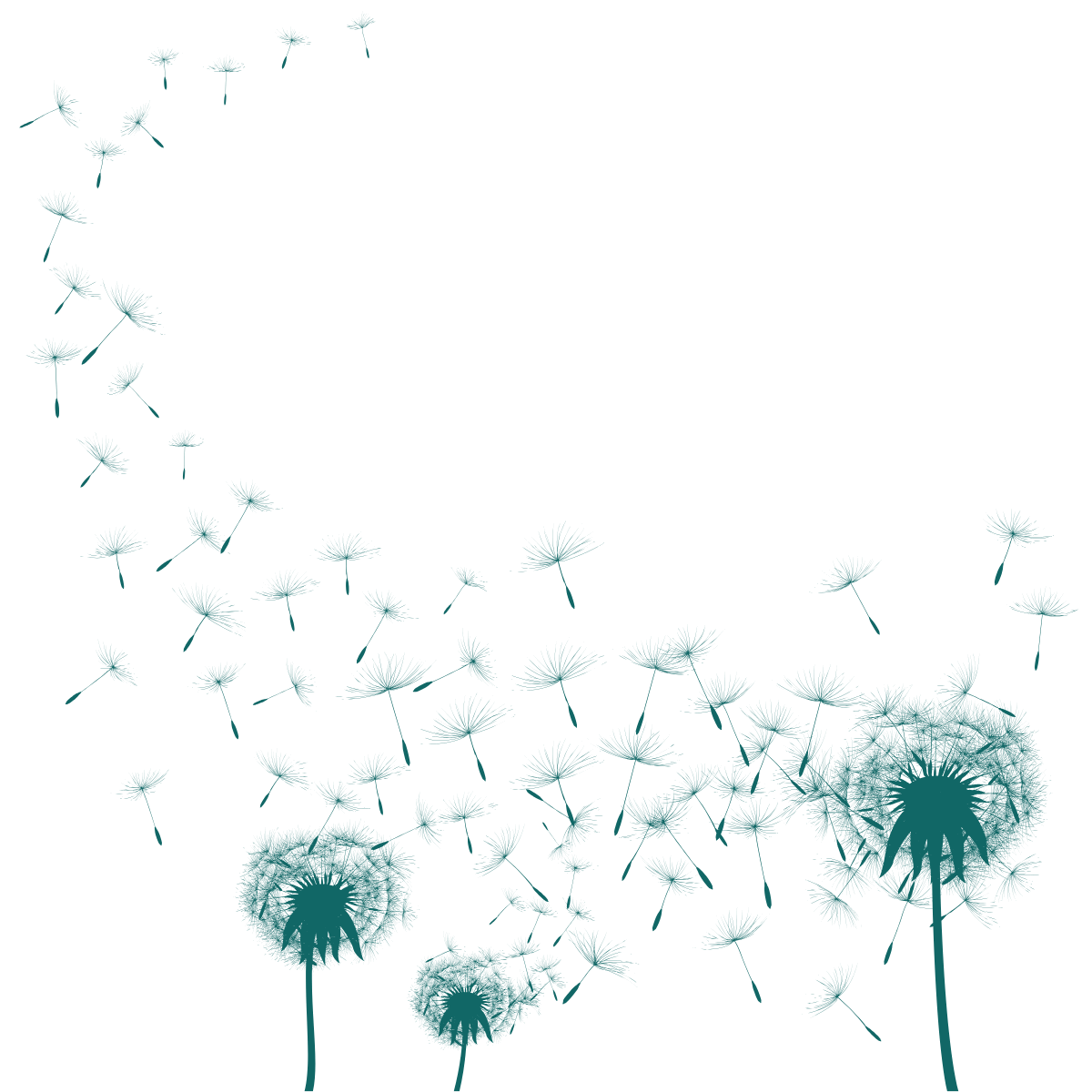 Three dandelion flowers and seeds