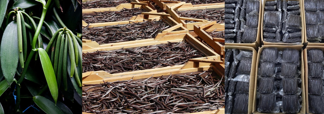 EFOJ COMPANY | Nous fournissons aux professionnels de la vanille Bourbon de haute qualité, issue de producteurs certifiés à Madagascar et en Indonésie, en optimisant leurs coûts d’achat.