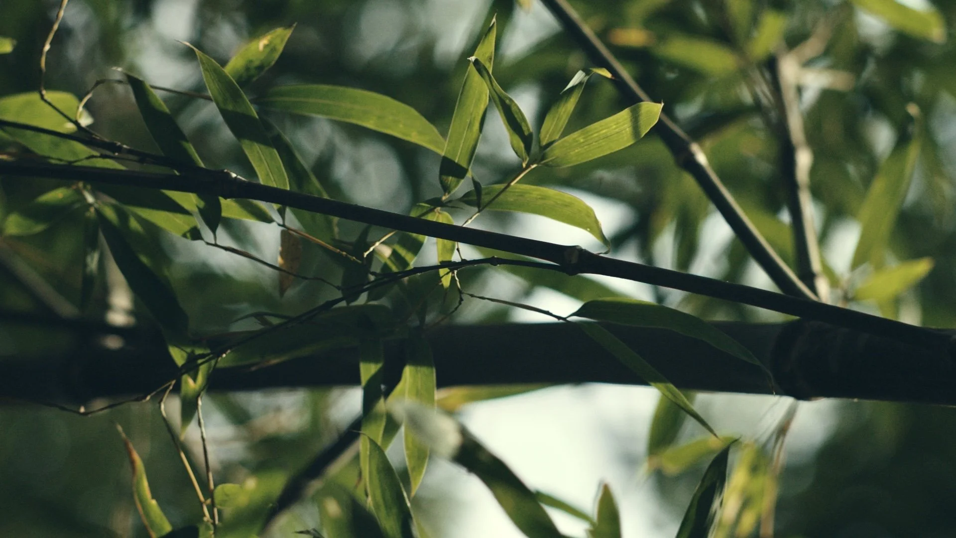 Still 2026-01-03 193816_1.77.1.jpg