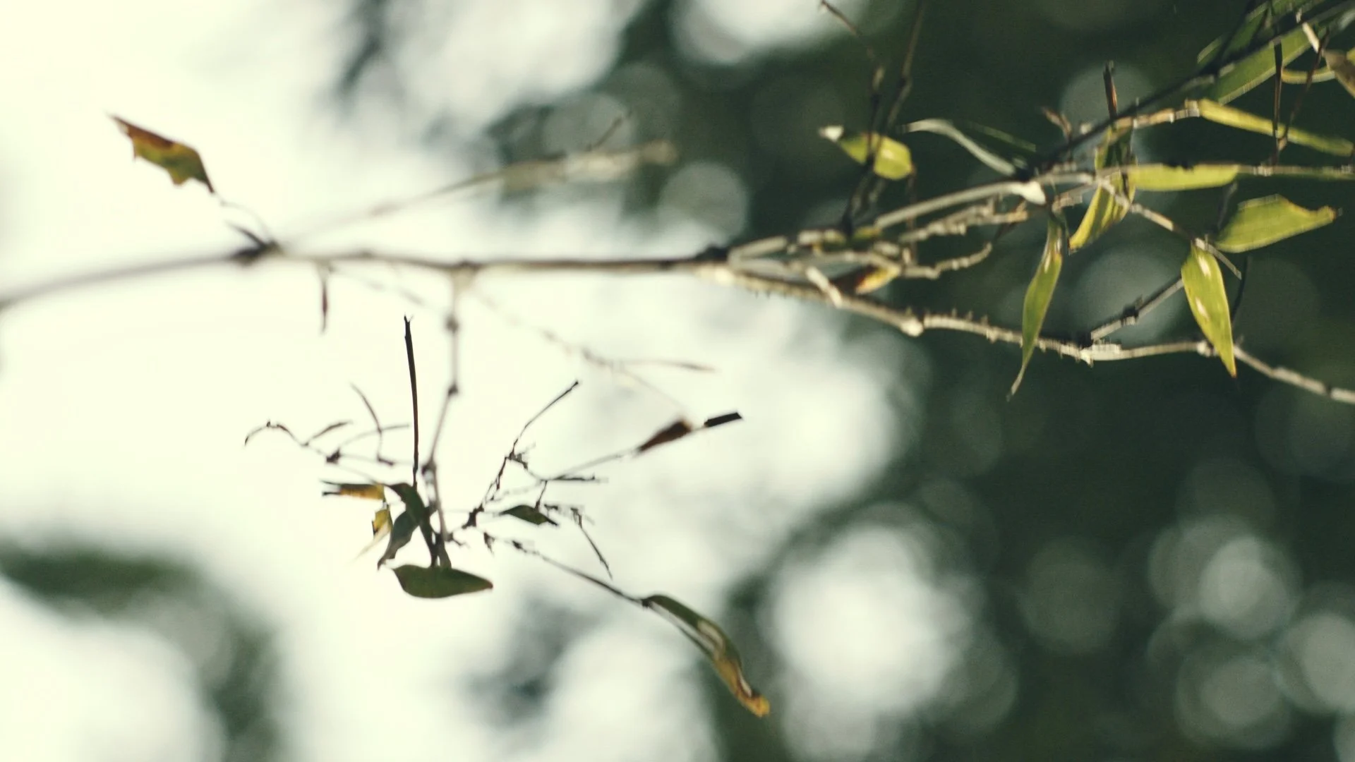 Still 2026-01-03 193816_1.76.1.jpg