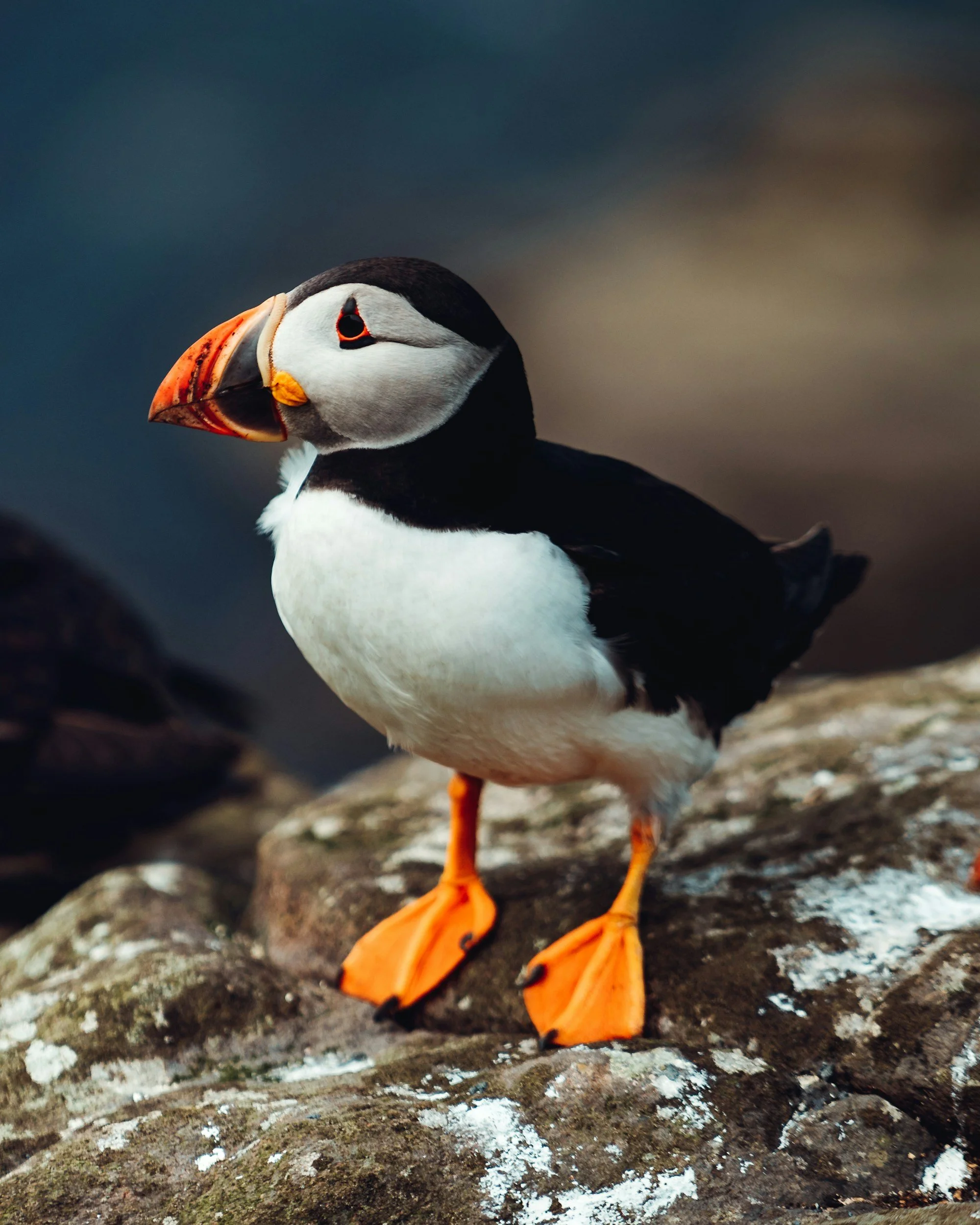 Poison, puffins and the people's game
