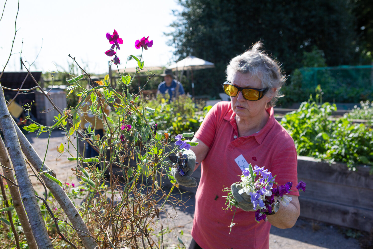Picking sweetpeas at In Jolly Good Company's Step Outside Gardening Group at Kingston Lacy