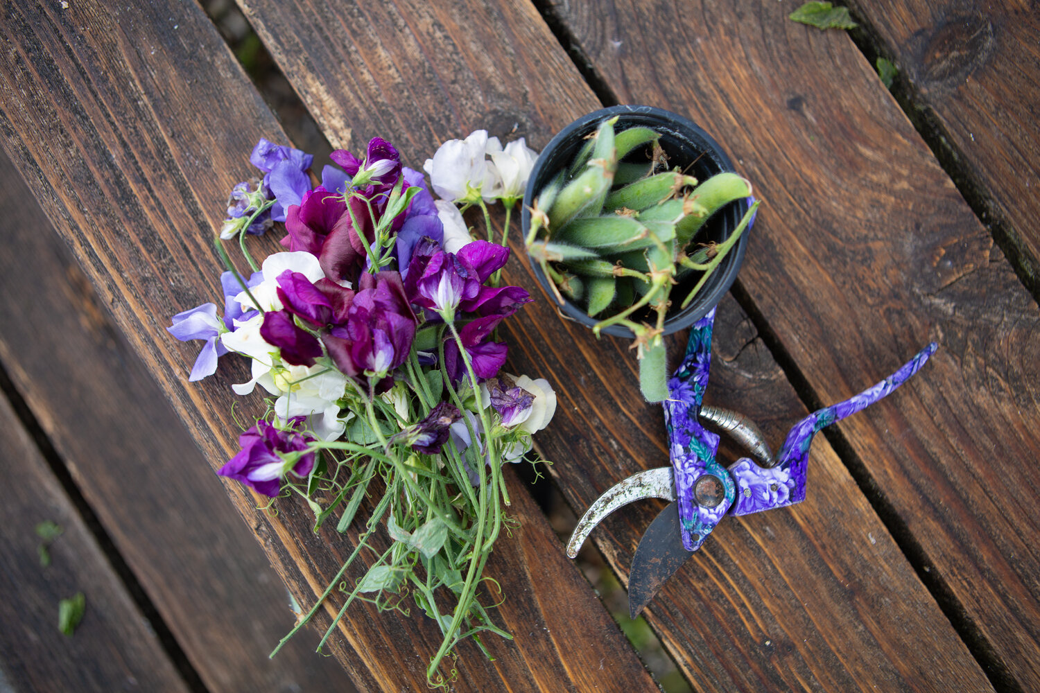 Sweetpeas and beans harvested at In Jolly Good Company's Step Outside Gardening Group at Kingston Lacy
