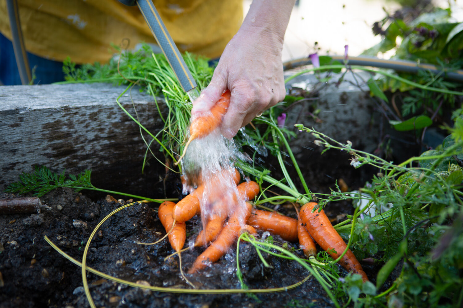 Washing the picked carrots at In Jolly Good Company's Step Outside Gardening Group at Kingston Lacy