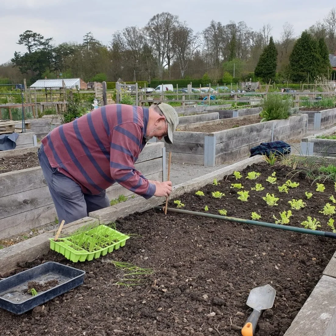Tim planting lettuces at Step Outside allotment.jpg