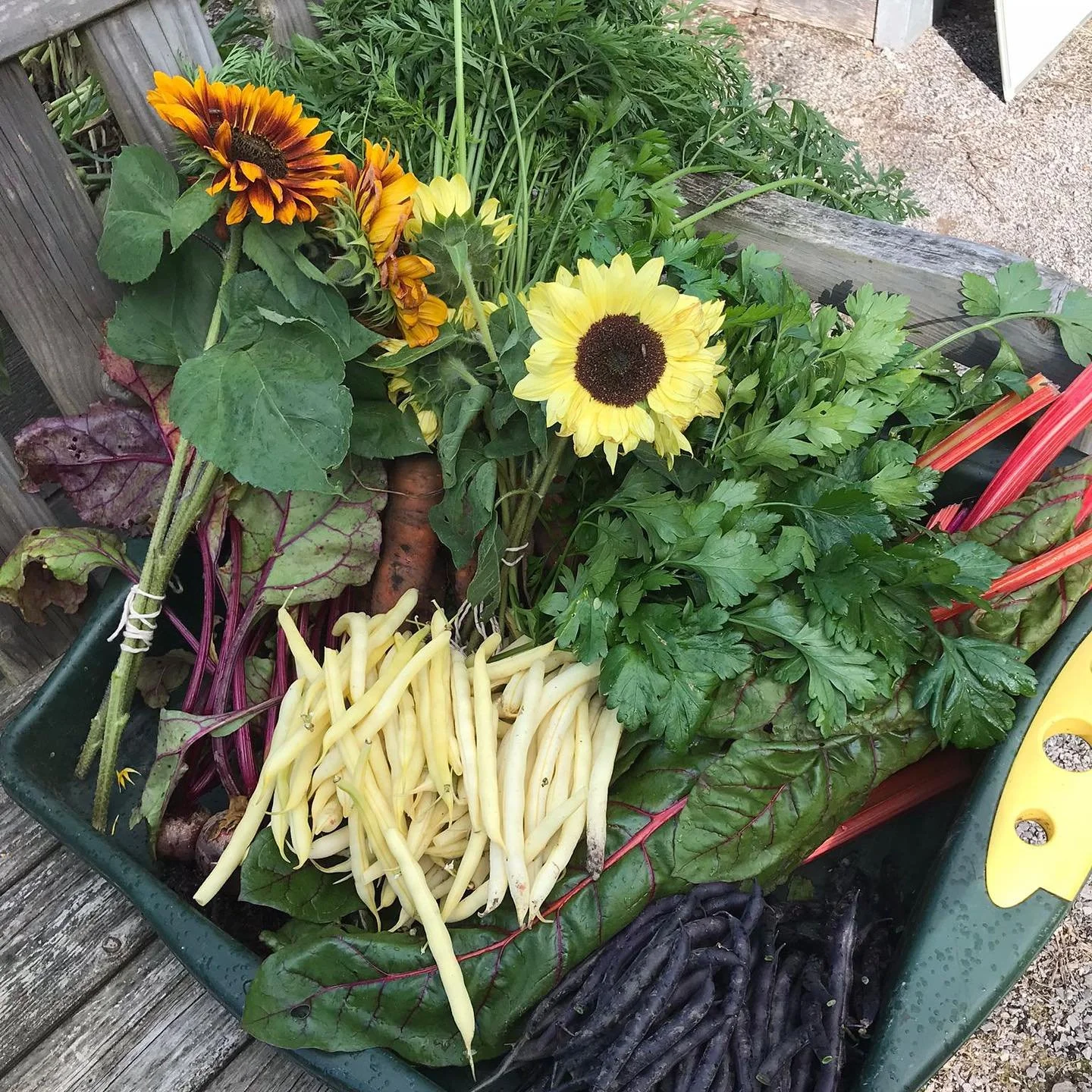 Step Outside harvest.jpg