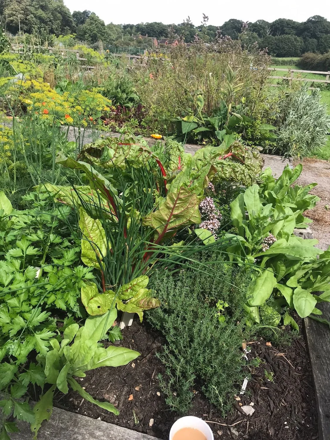 Raised Beds In Jolly Good Company - Step Outside allotment.jpg