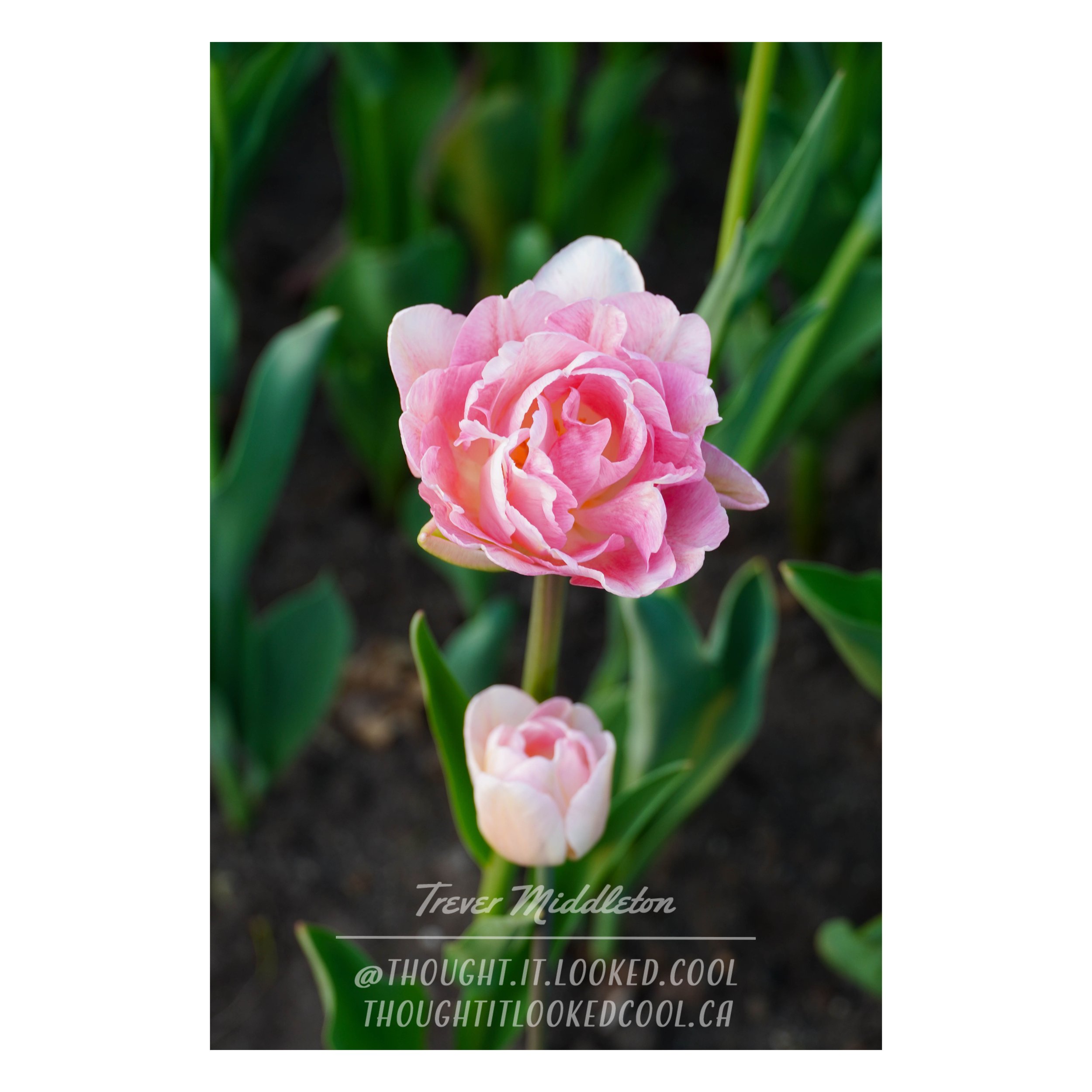 Tulips