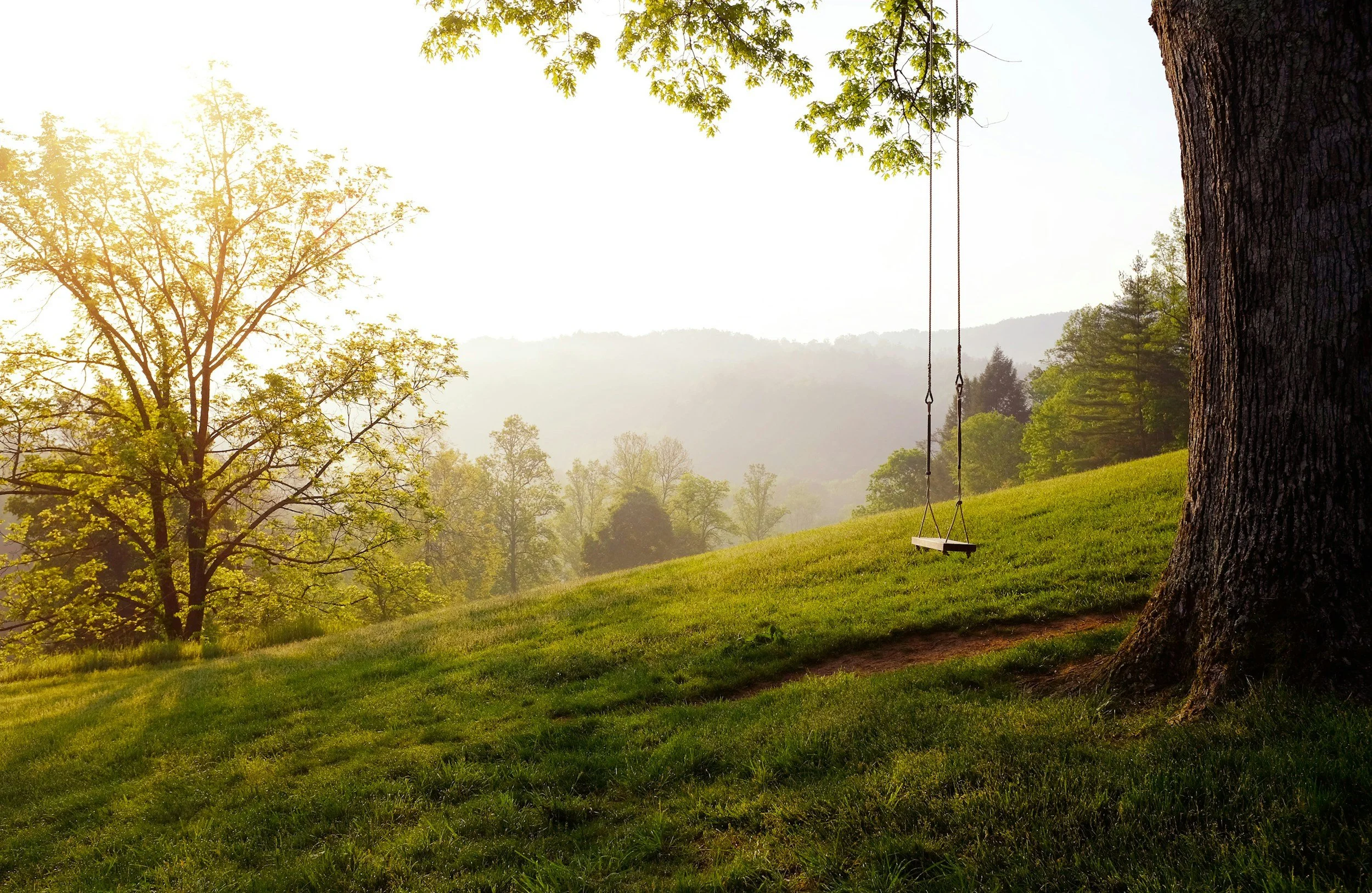Empty tree swing hanging from a large tree in a grassy field with trees and distant hills in the background, illuminated by sunlight.