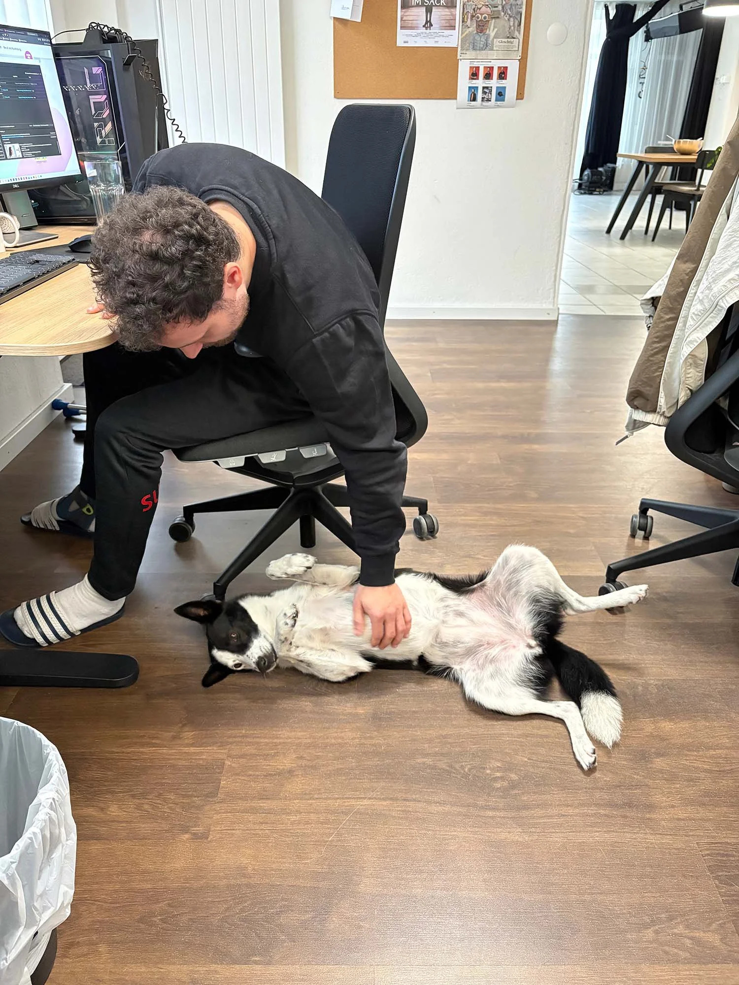 20260521_Bürohund2.jpg