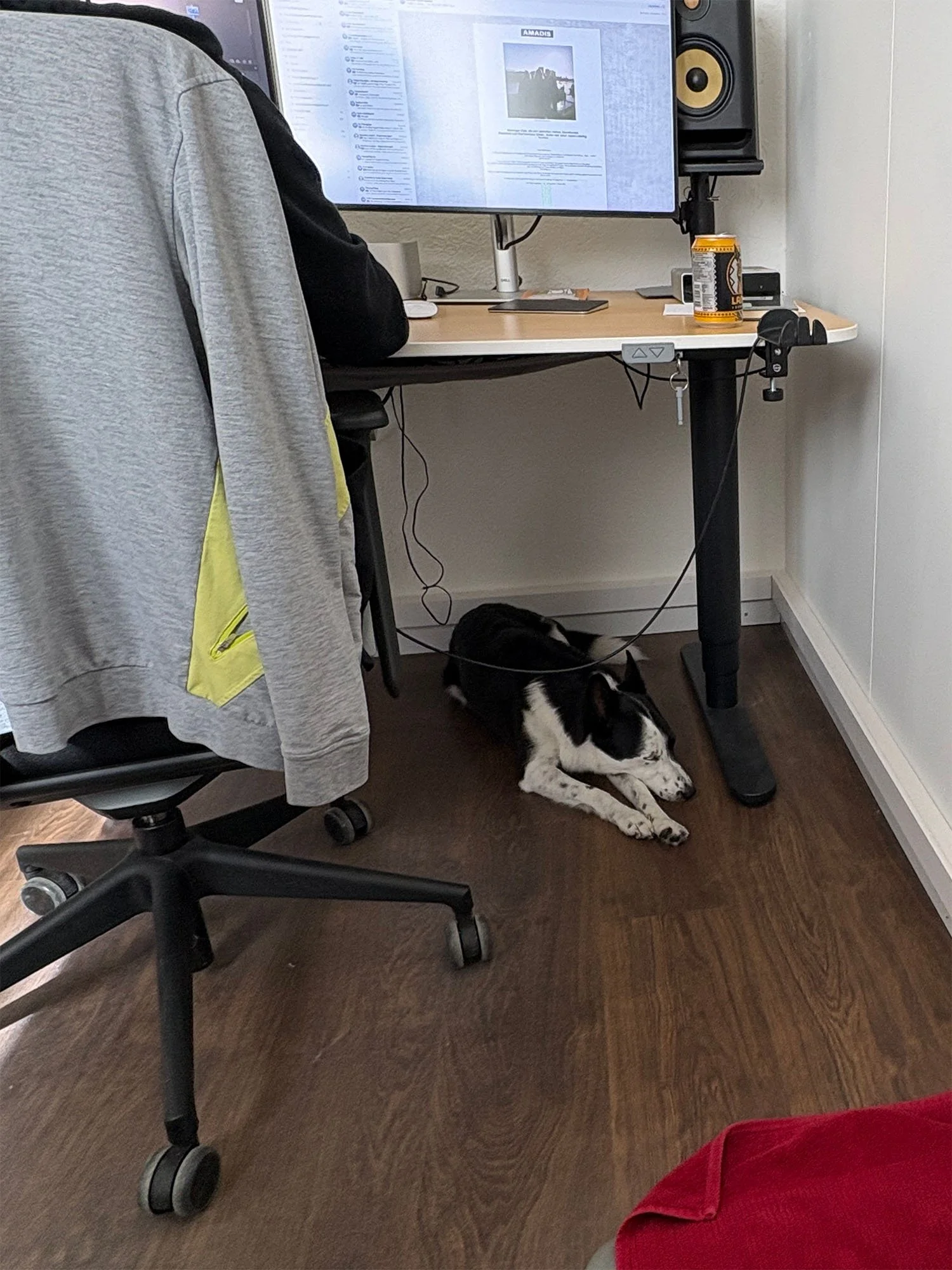 20260521_Bürohund3.jpg