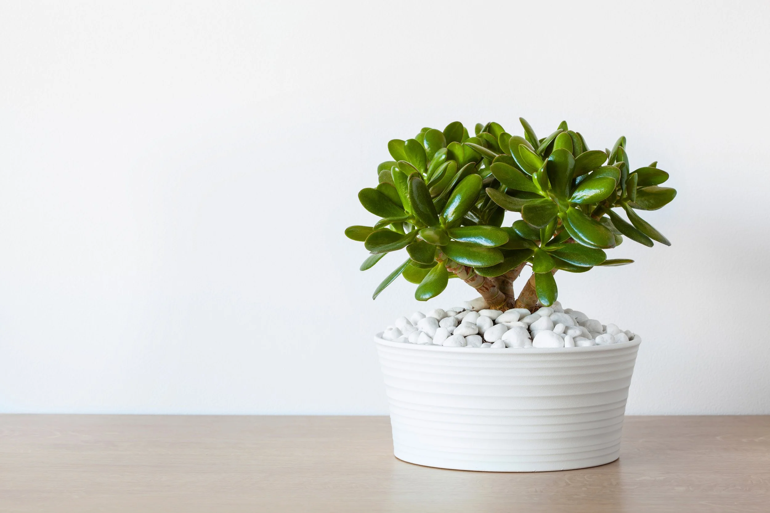 Money Tree Fundraising Training & Workshops