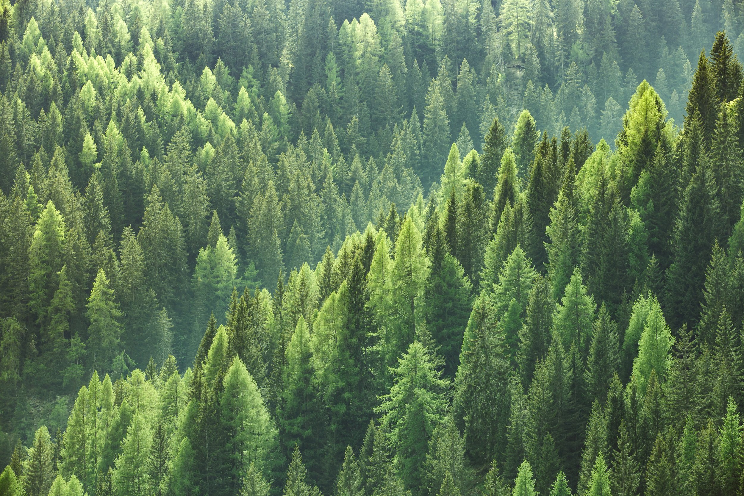 Trust Fundraising Section Header, Image of Tree