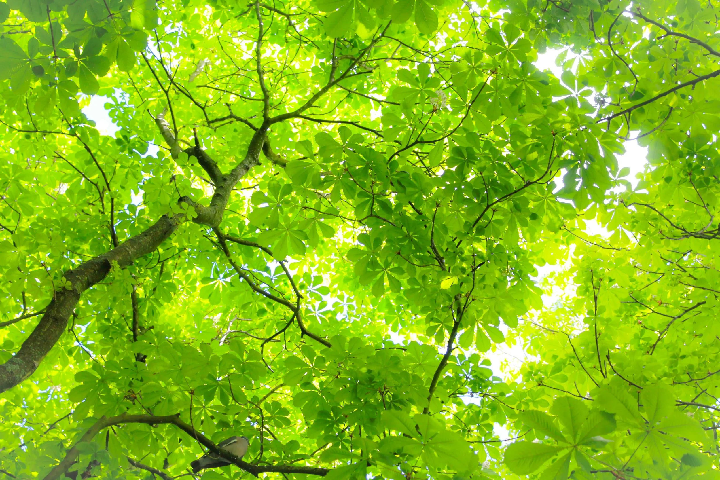 Capital Appeal Fundraising Section Header, Image of Tree