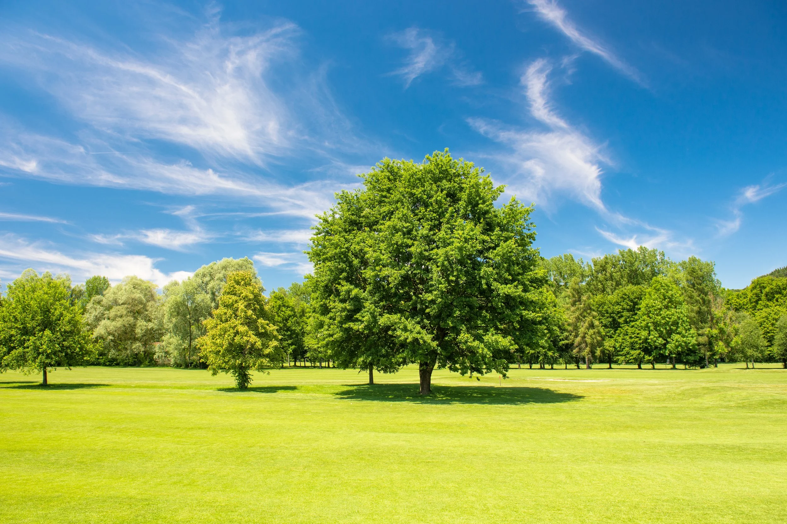 Major Donor Fundraising Section Header, Image of Tree