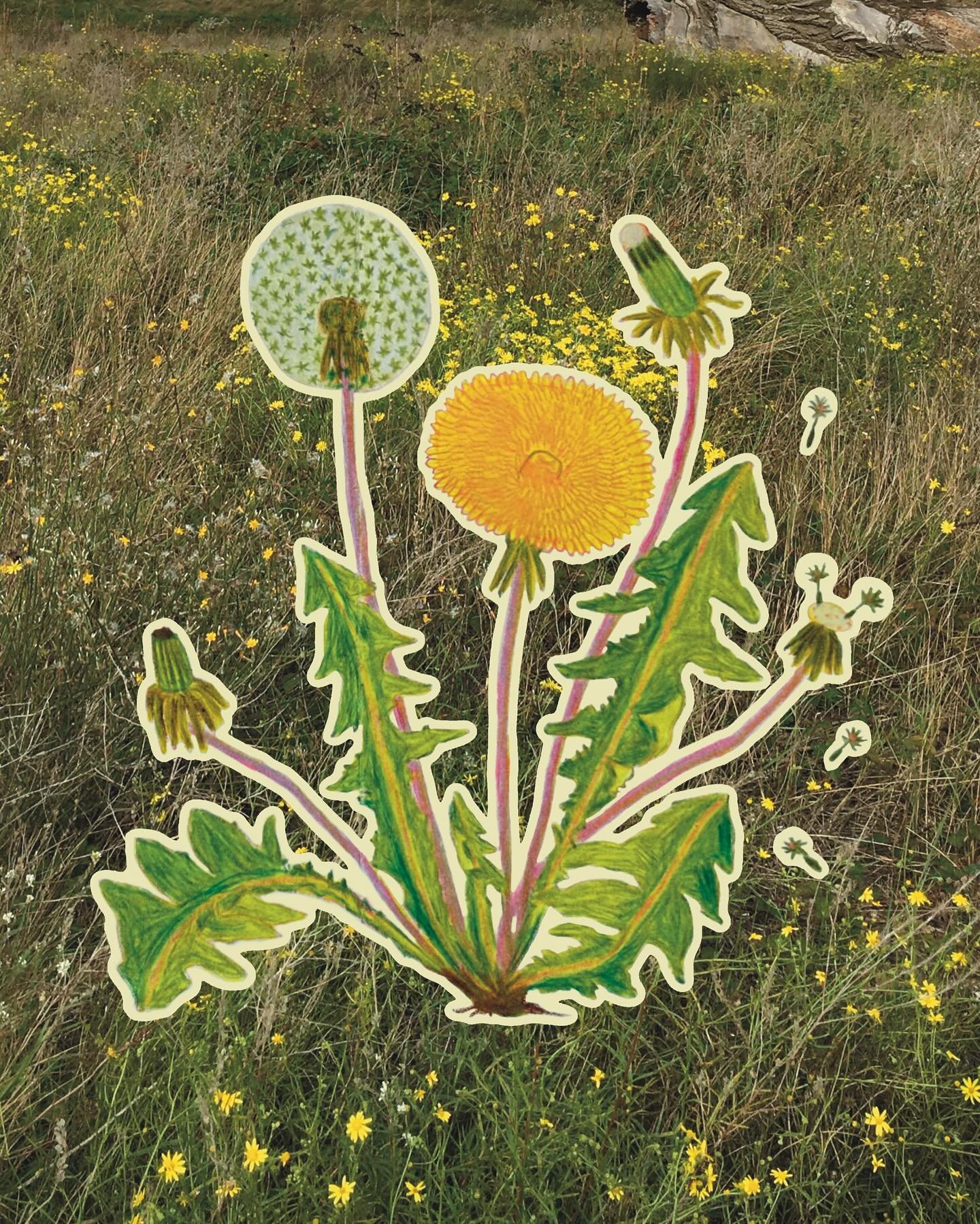 Here one of my favorite dandelion recipe: Soak fresh dandelion flowers in a mix of raw egg + salt + pepper + garlic powder. Then coated each flowers with nixtamalized corn flour (or your favorite flour) and then gently fried in a pan with some good o