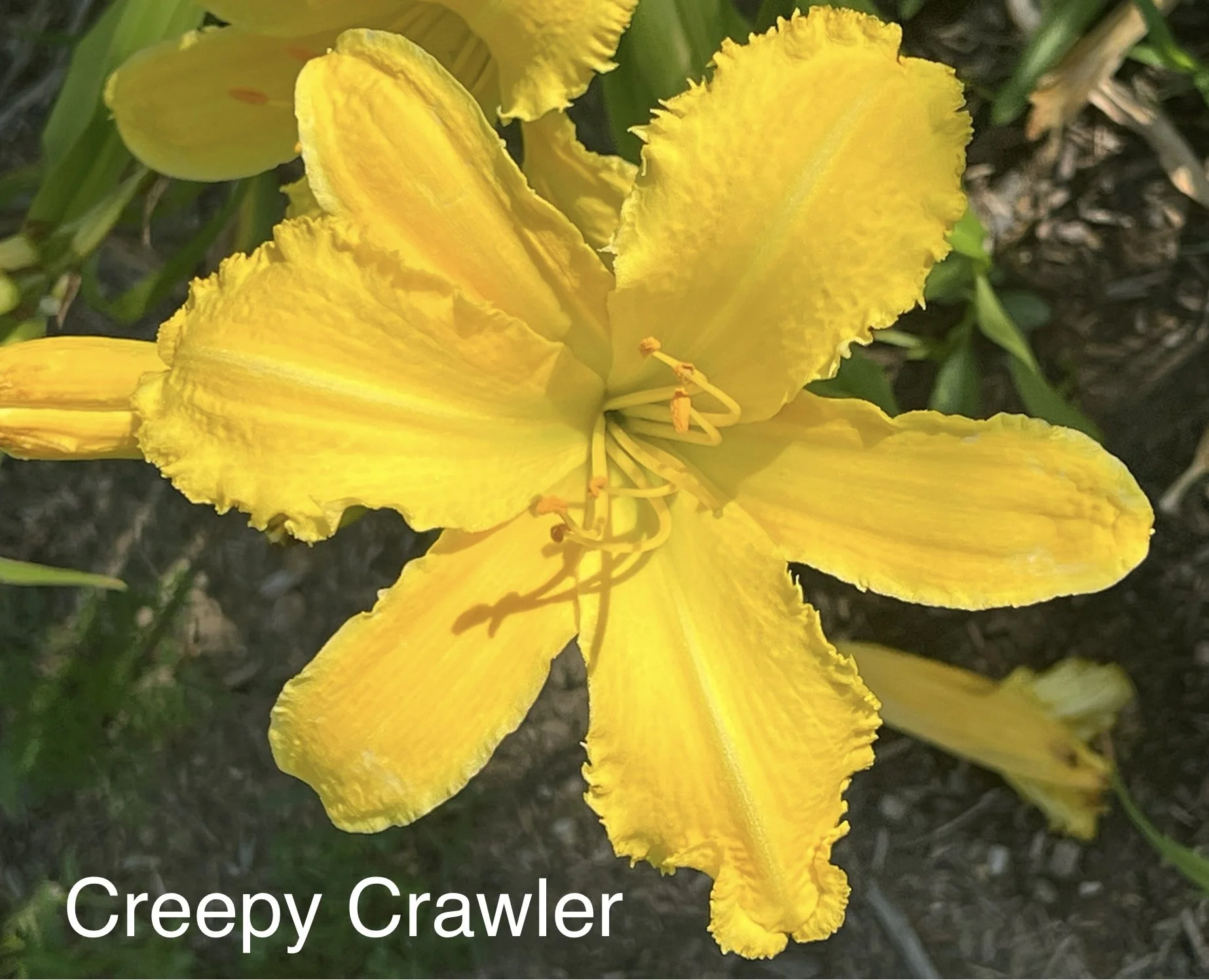 Creepy Crawler — Color Your World Daylily Farm