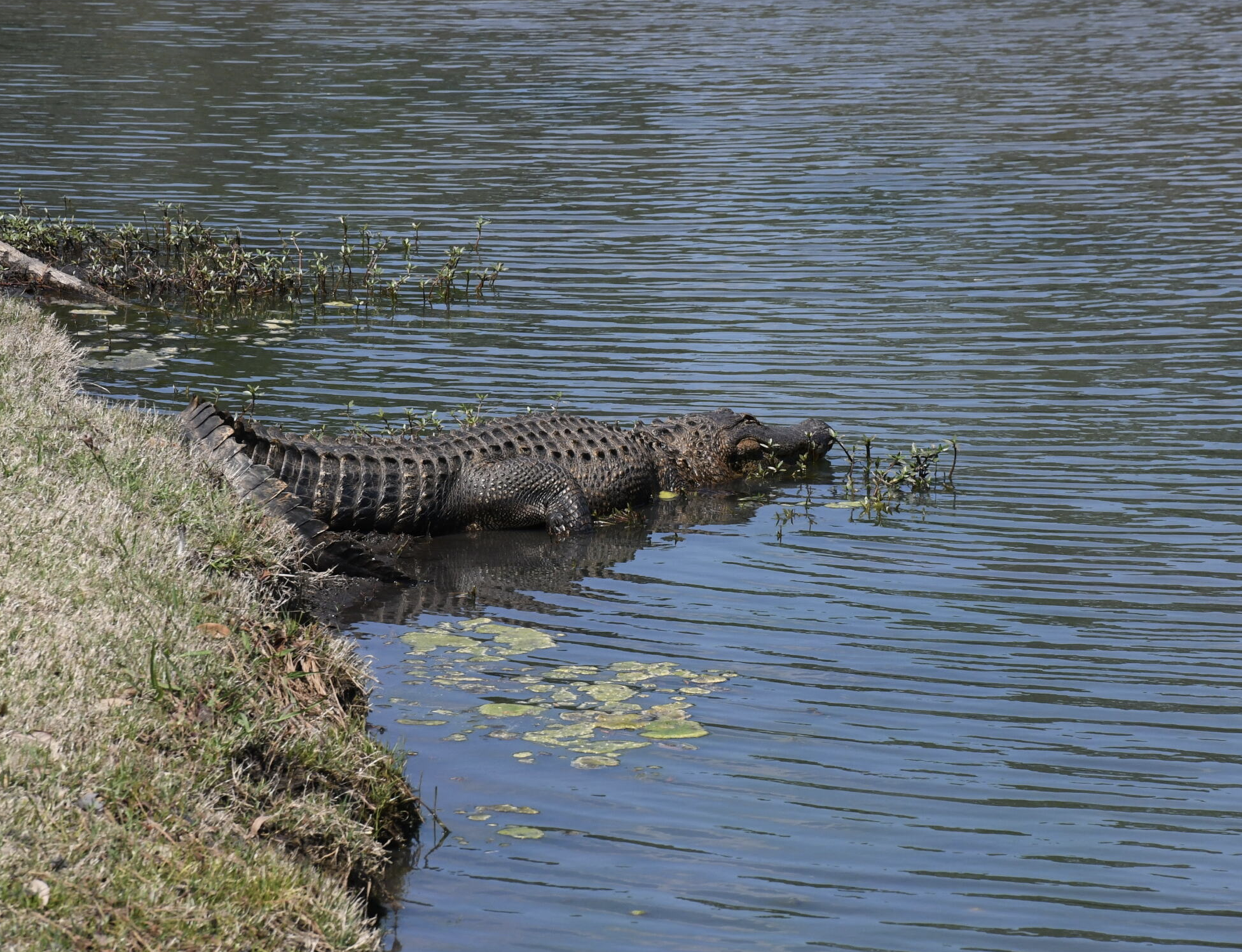 Screenshot 2026-04-23 at 11.45.52 AM.png