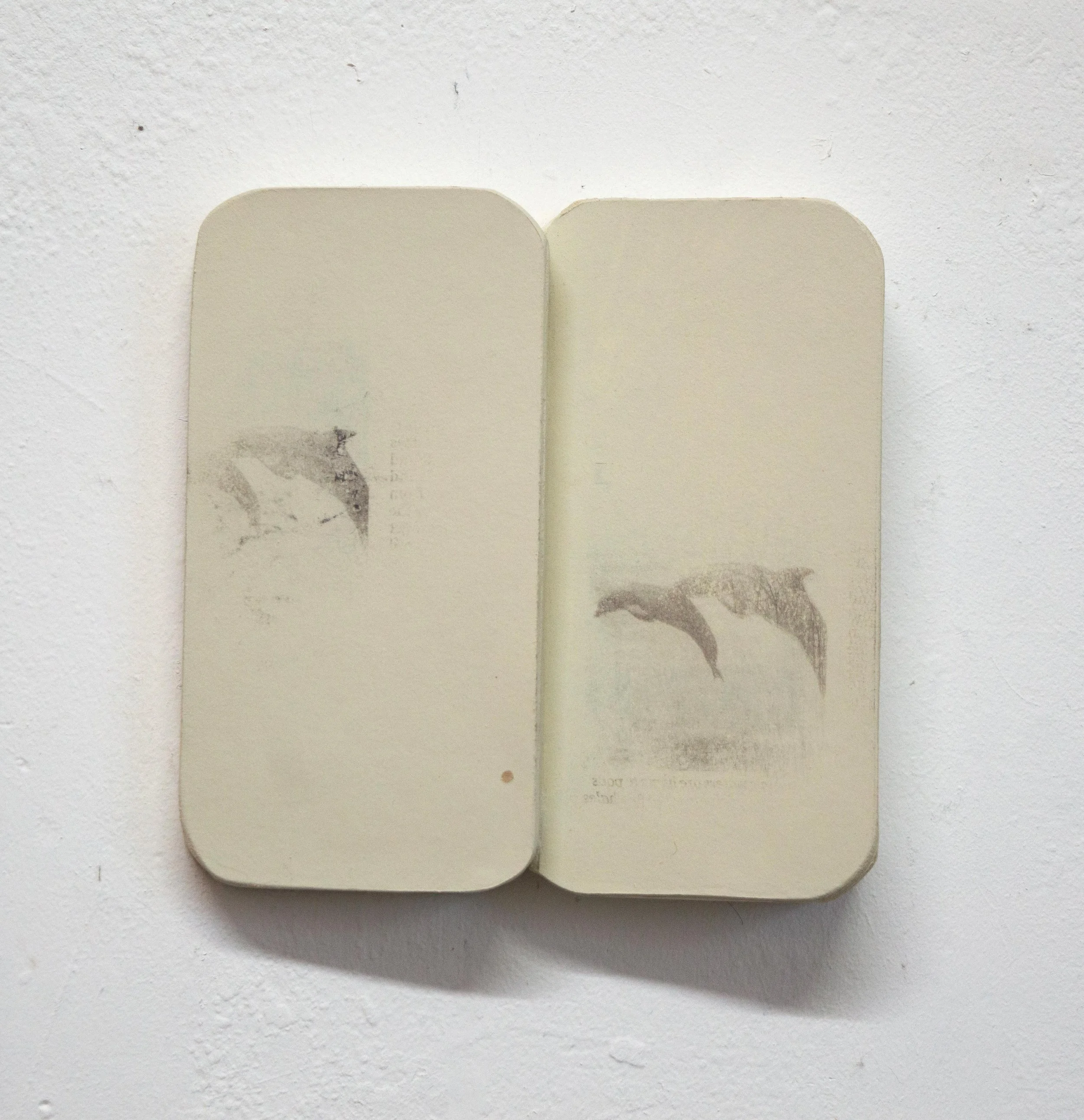 Stewart Cliff  | Dolphins