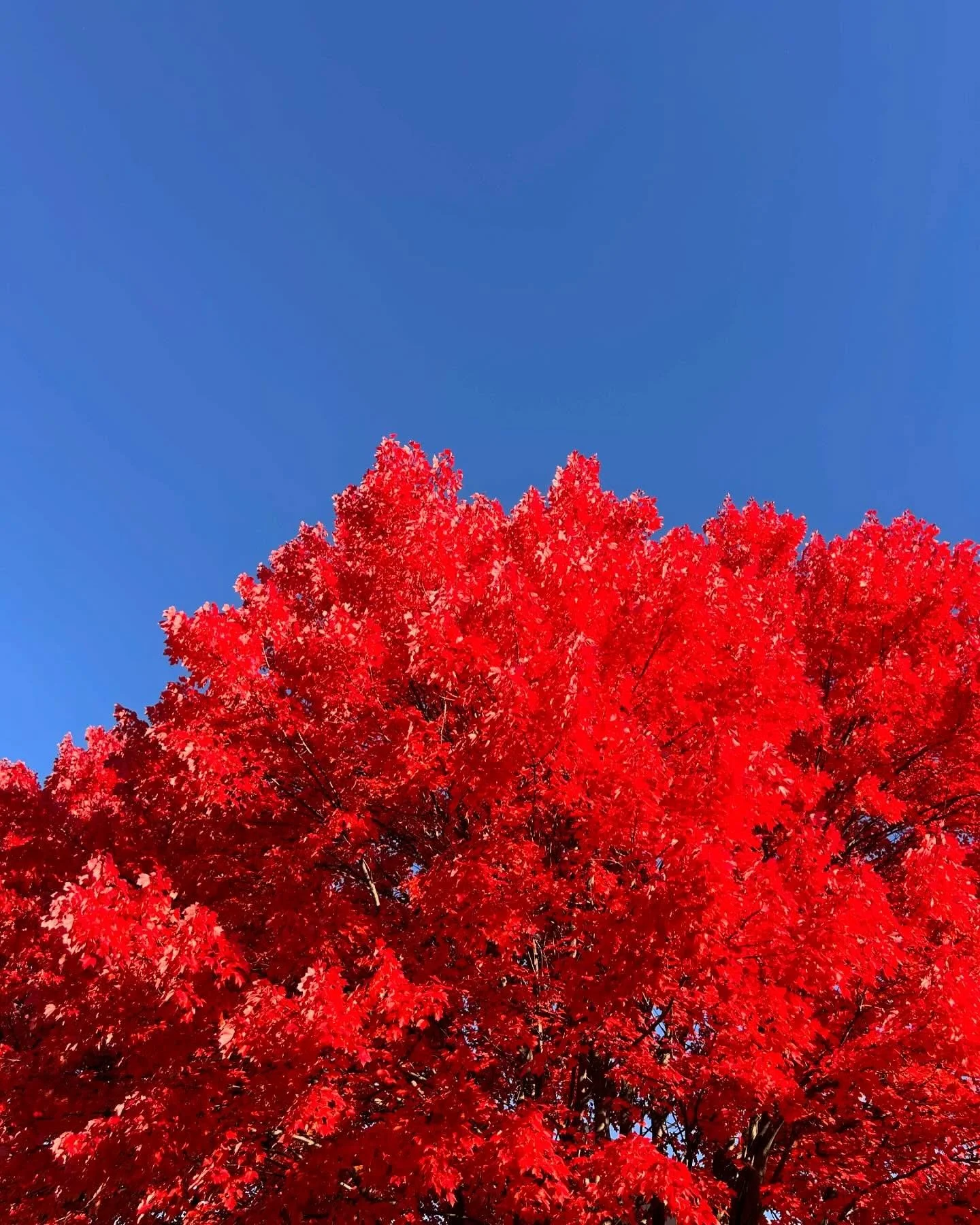 Fall, or as the Brits say, autumn&hellip;.it&rsquo;s here!
Get out and enjoy the weather!
PS-plz vote while you are out and about. 🙏🏼🤘🏼✔️