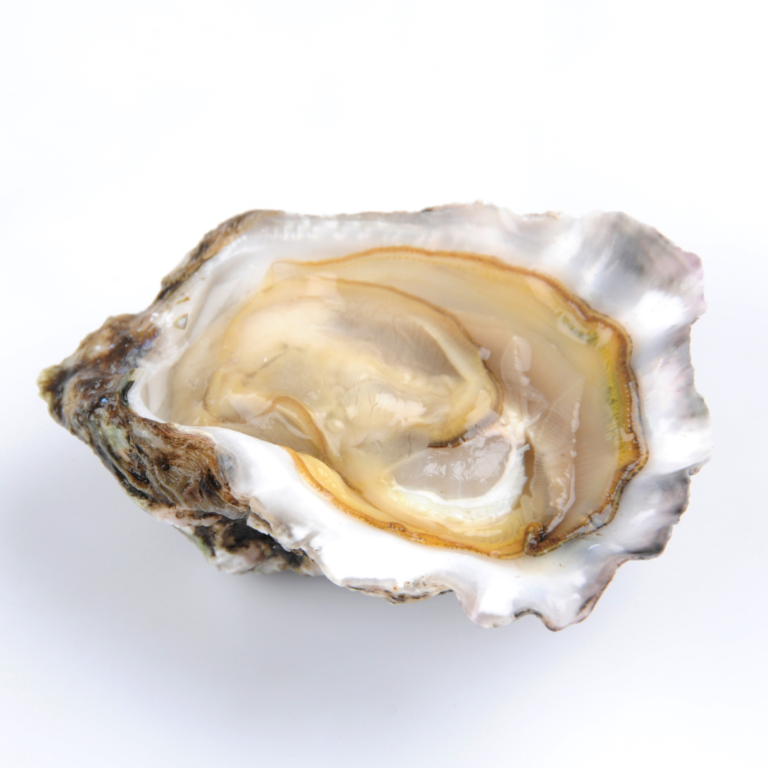 oyster.png