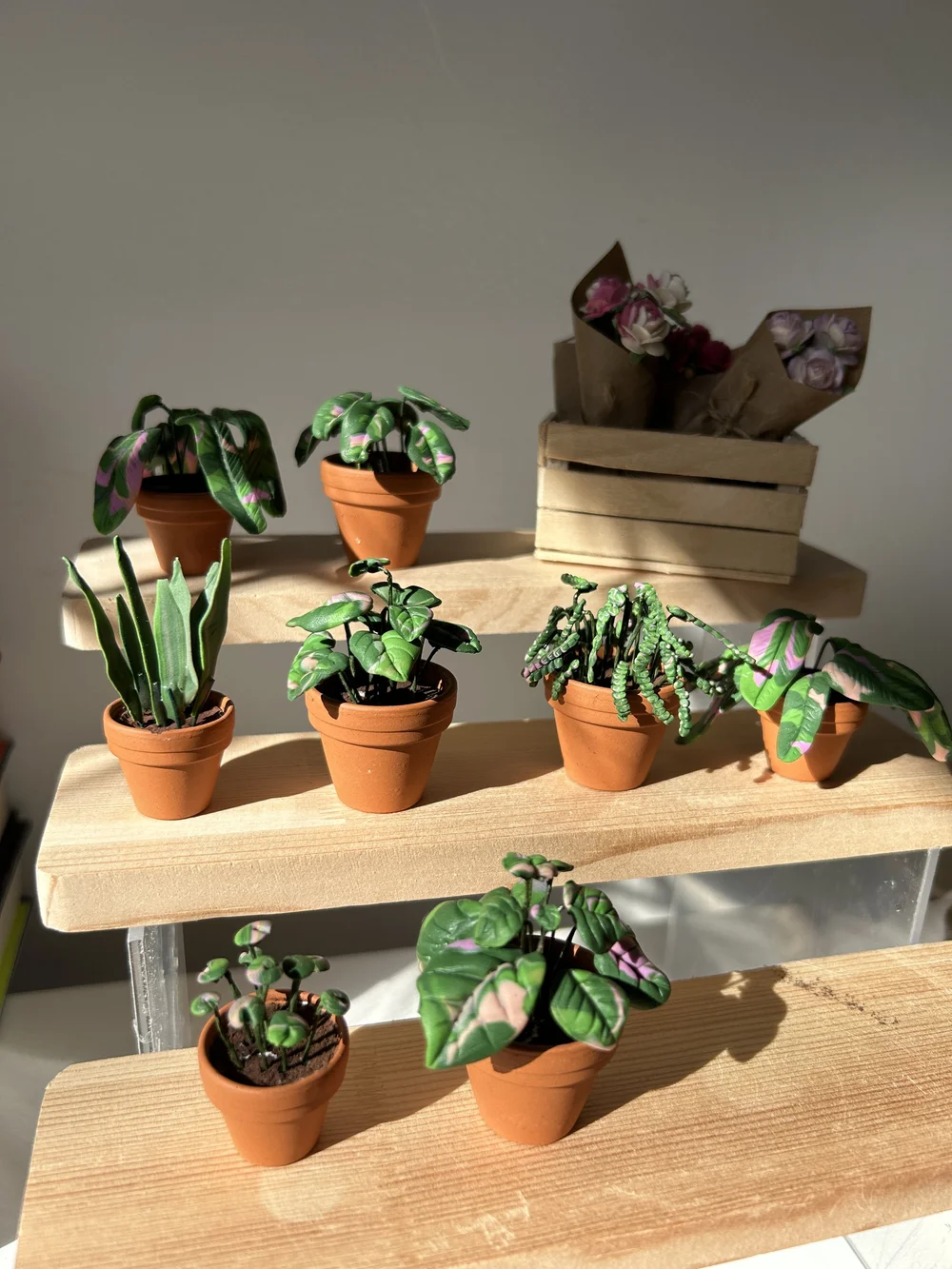 birds nest snake plant for sale Bird’s Nest Snake Plant