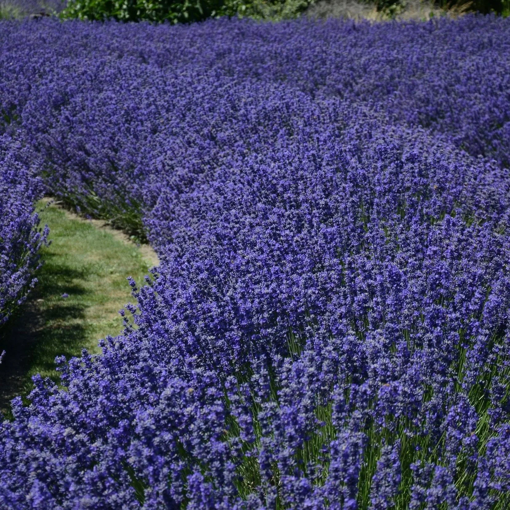 Lavendel