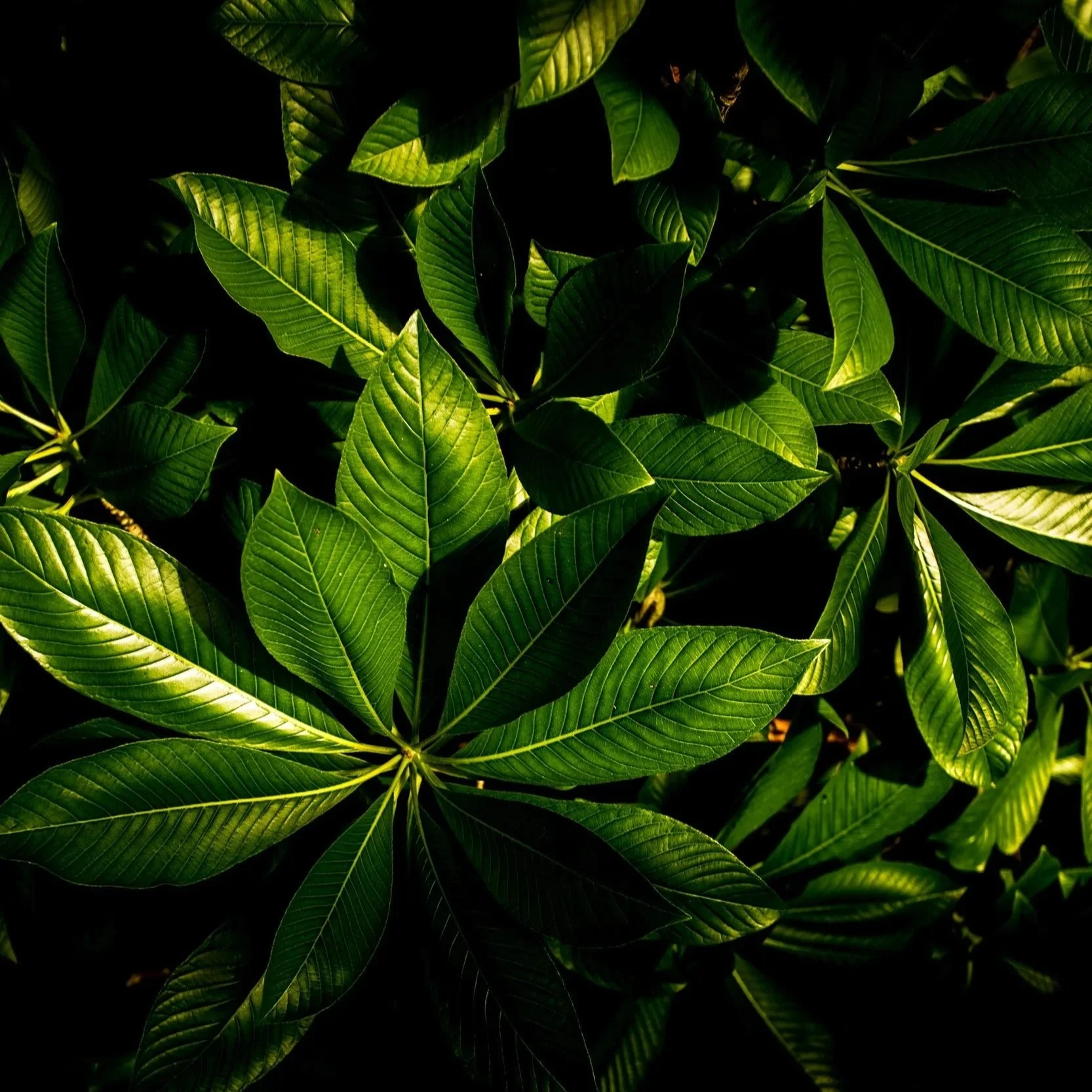 Tea tree 