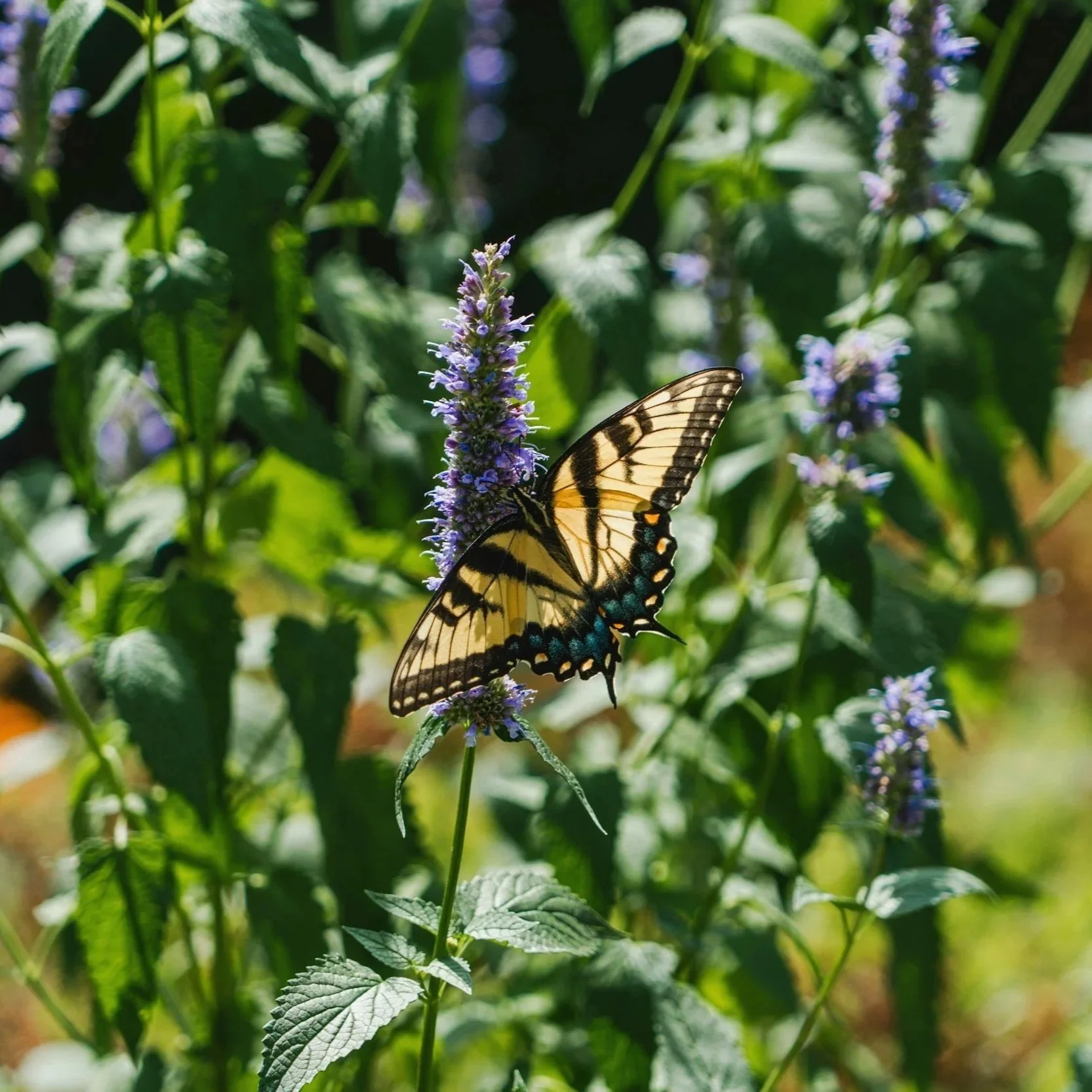 Hyssop
