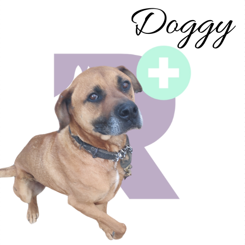 Doggy es un perro fascinante. Tiene una actitud bravucona y provocadora, pero curiosamente se rinde rápidamente en una pelea si su oponente le responde de manera firme. El origen de este comportamiento es incierto, y desactivar ese impulso no es tare