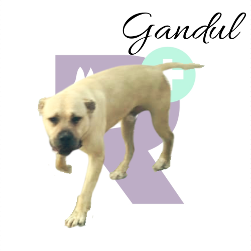 Gandul, este perro bonachon, solía dar la impresión de ser feroz cuando la gente se acercaba a su jaula en la veterinaria. Pero la verdad detrás de esa apariencia era muy diferente. Lo que le sucedía es que se sentía acorralado y asustado. Necesitaba