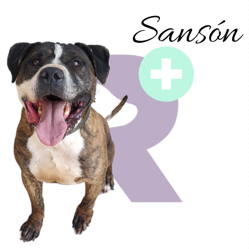 Sansón, el perro policía, ha sido una incógnita para mí desde hace años. Bajo mi supervisión, Sansón me mordió a mí y a dos personas más, a pesar de que siempre hemos sido extremadamente cuidadosos para no sobrepasar los límites con ningún perro. Est