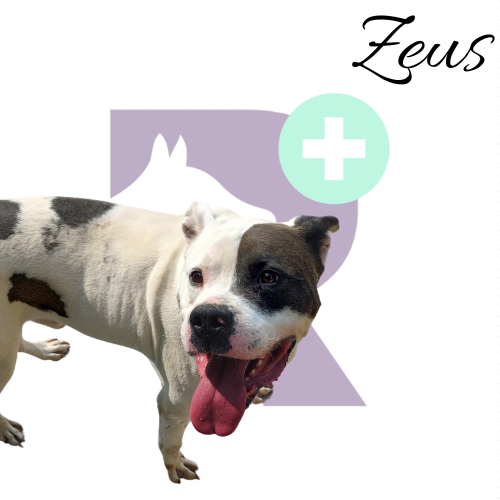 Zeus solía ser visto como un perro súper feroz y peligroso, lo que casi lo lleva a ser condenado a muerte debido a su gran tamaño. Todavía puedo recordar los videos de antes de que lo rescatáran, donde lo controlaban con un collar de ahorque y una co