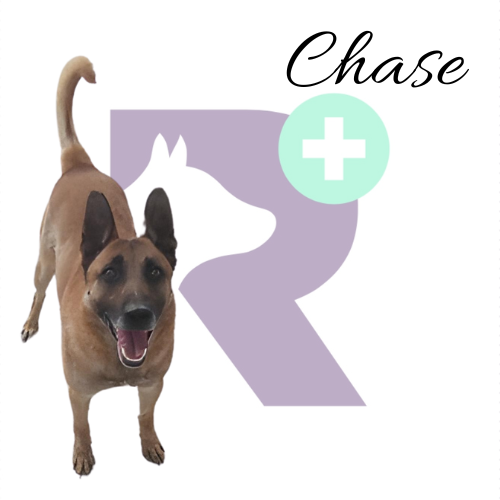Chase es un perro que sigue siendo un enigma para mí. Por un lado, busca afecto, pero al mismo tiempo parece rechazarlo. Es como si solo buscara afecto para luego reaccionar defensivamente y evitarlo. Esta dualidad en su comportamiento es intrigante 