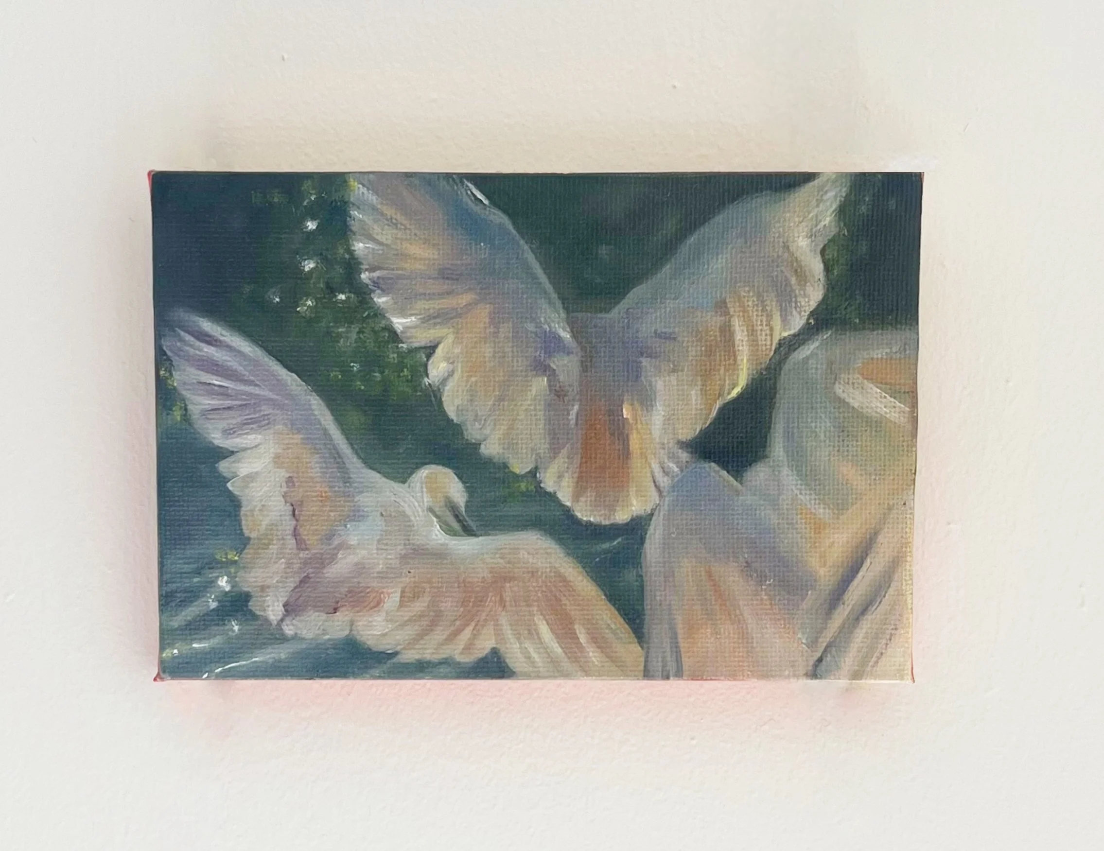 Swan Study | Oil on canvas | 4x6in | 2025