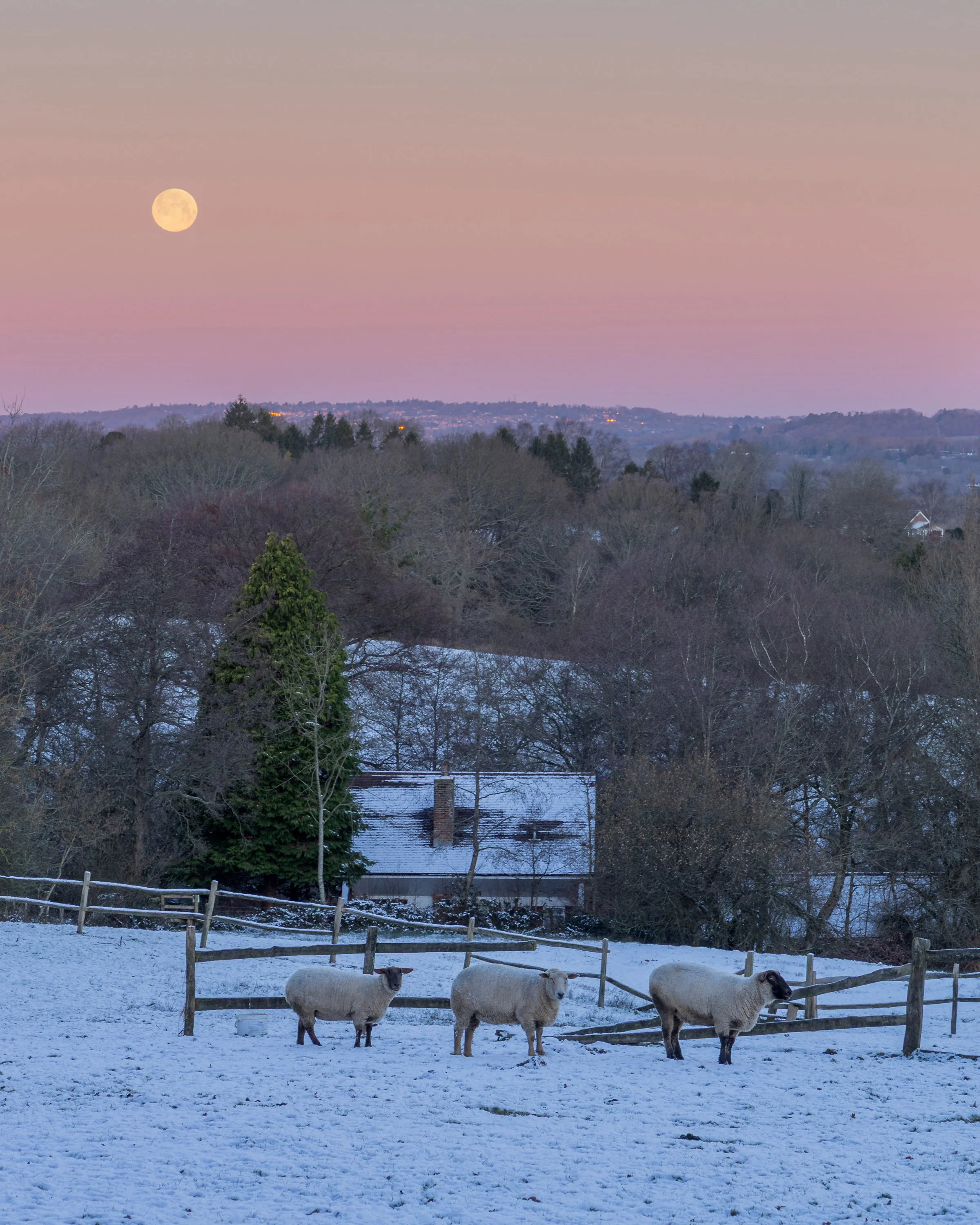 A snow-covered farmyard with a small shed and three sheep standing near a wooden fence. In the background, trees, hills, and a full moon in a pastel-colored sky at dusk or dawn.