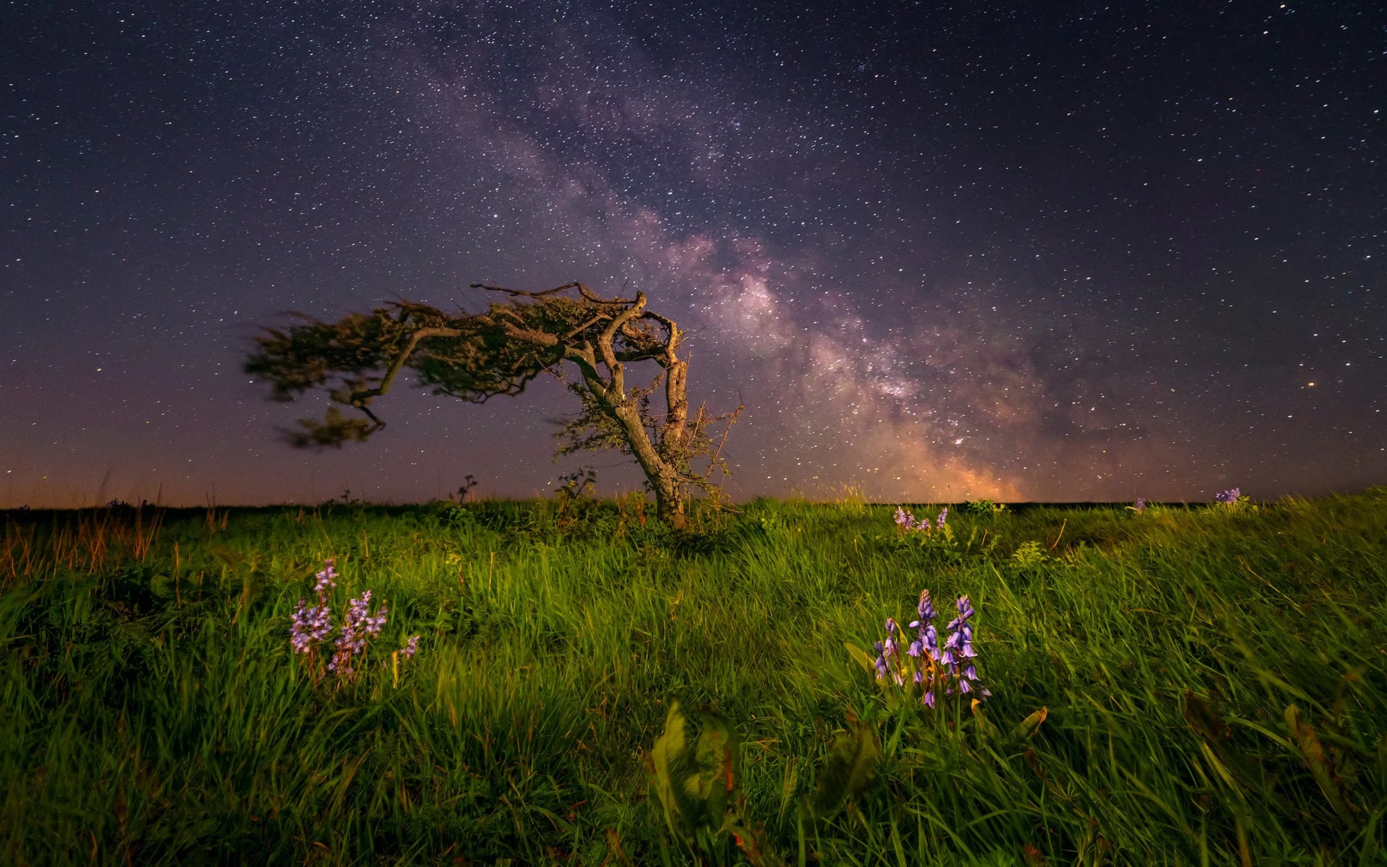 BEACHY HEAD TREE MILKYWAY 19th APRIL 2026-0030-Edit-web.jpg