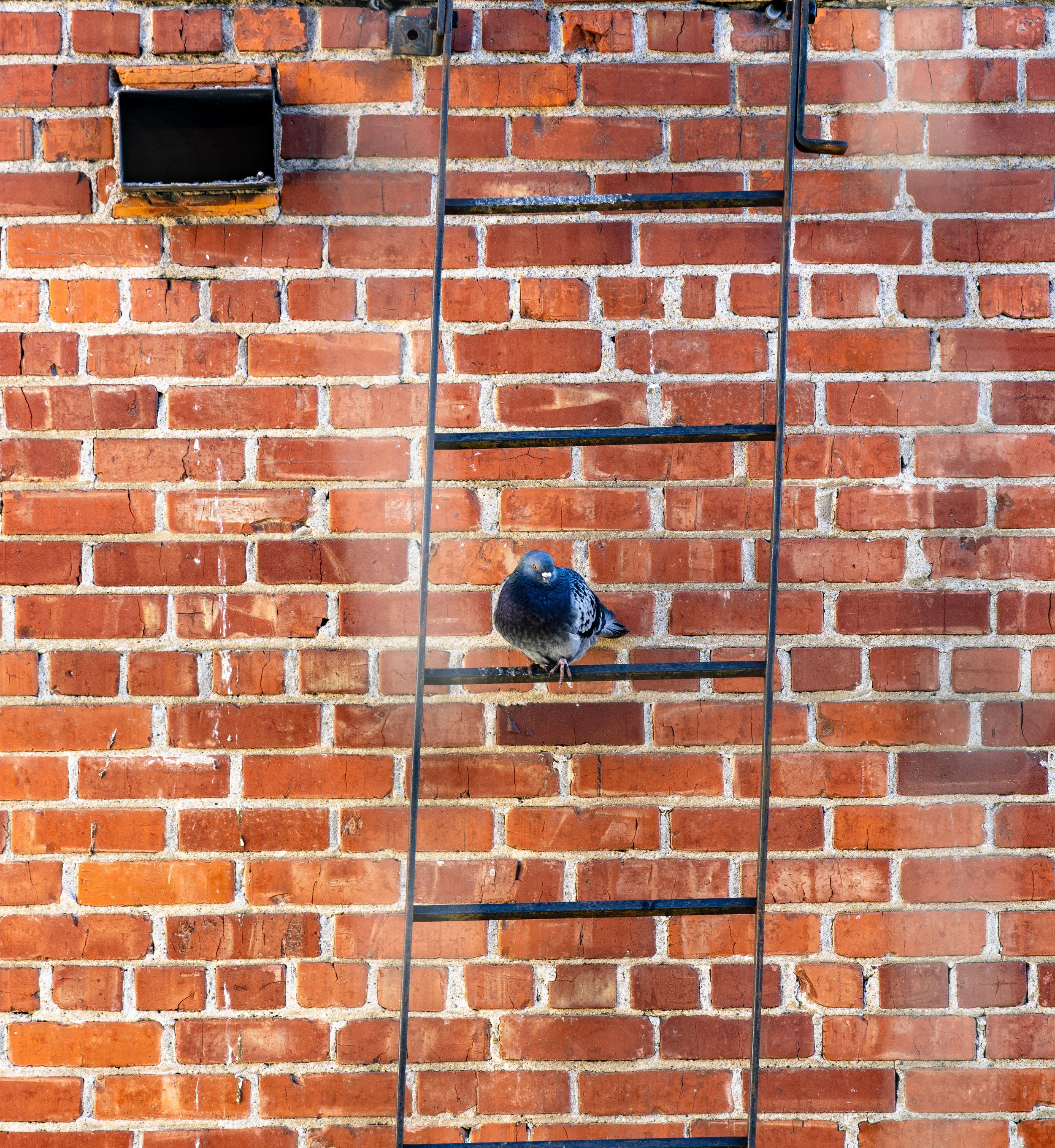 A pigeon perched on a rung of a black metal ladder in front of a red brick wall with an open rectangular vent in the top left corner.