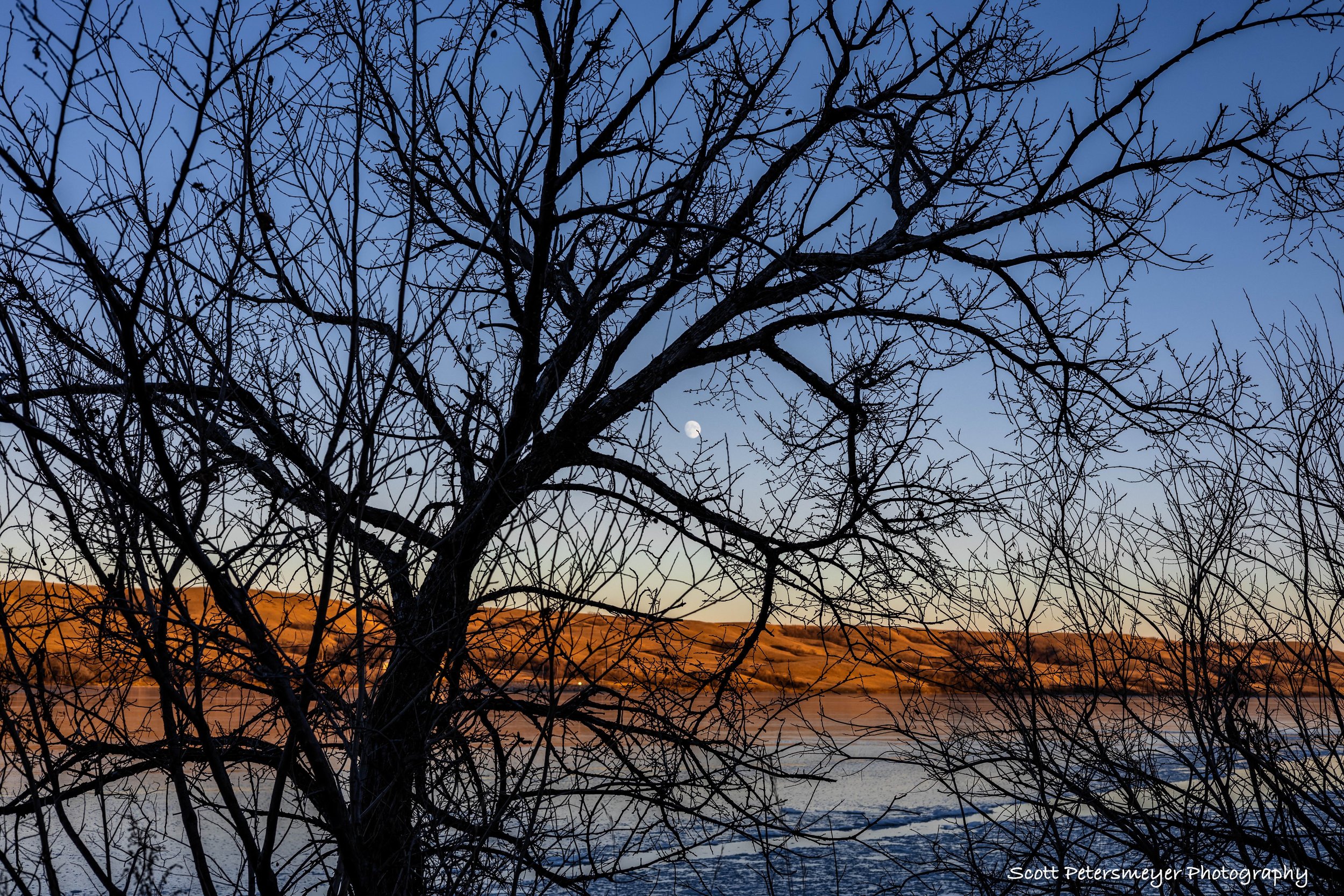 Sunset Tree